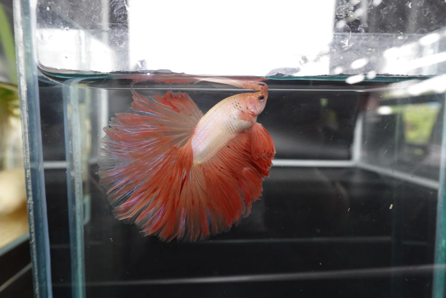Rare Halfmoon Tangerine Betta Fish (Male) - Image 2