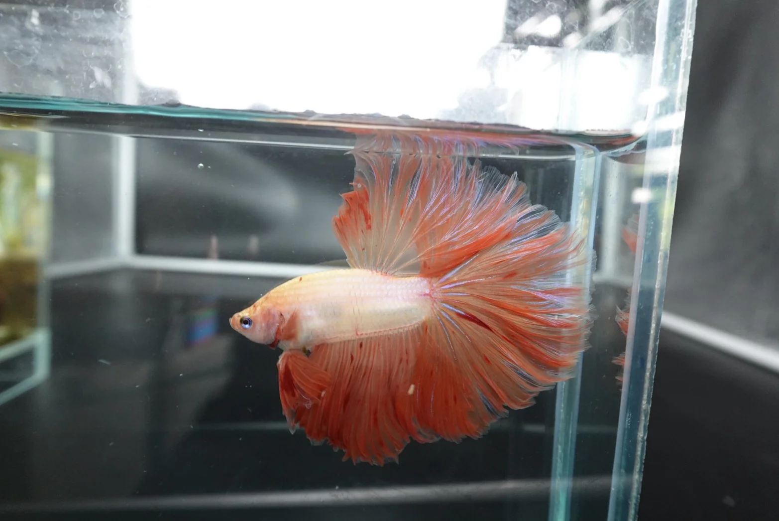 Rare Halfmoon Tangerine Betta Fish (Male) - Image 3