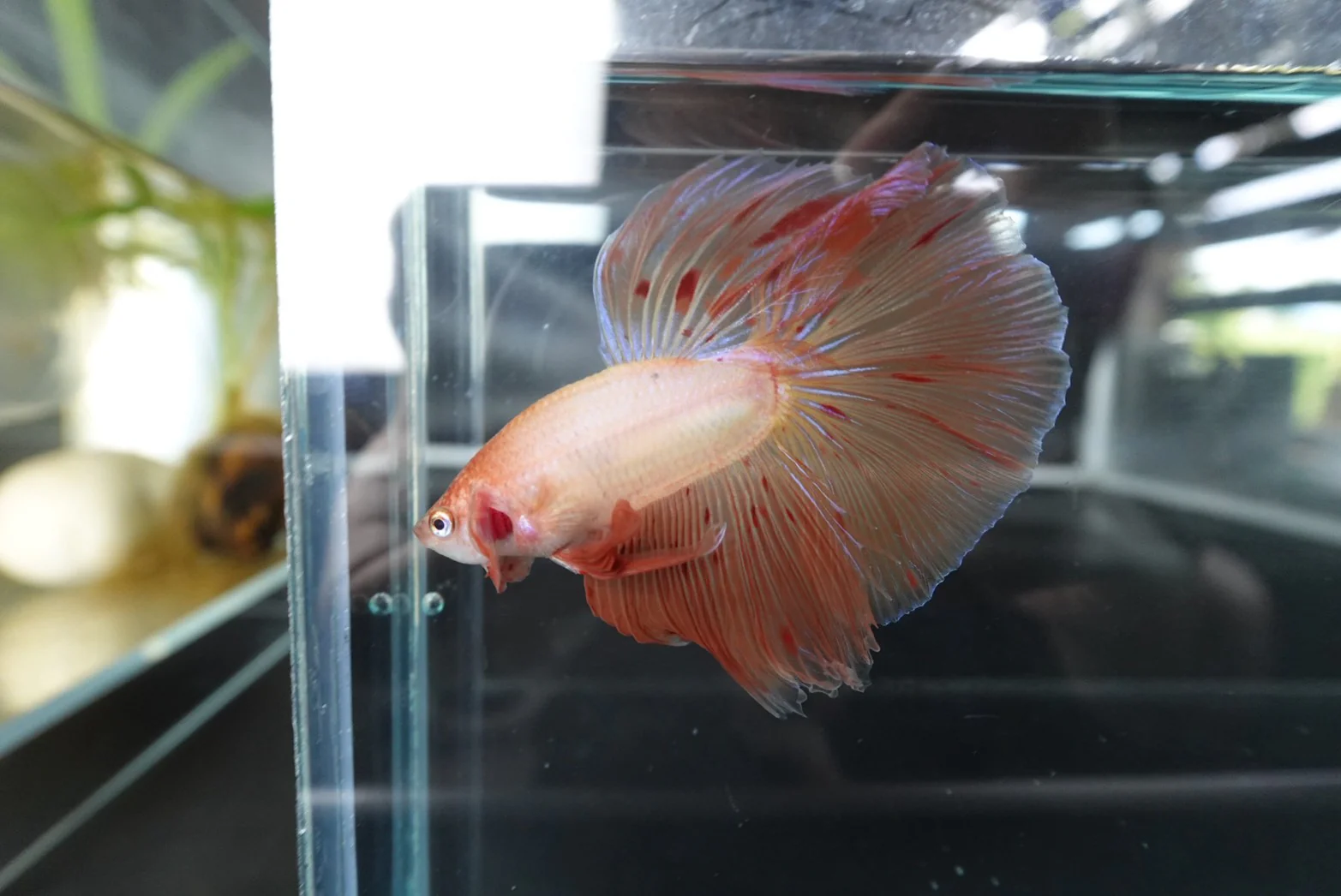 Rare Halfmoon Tangerine Betta Fish (Male) - Image 2