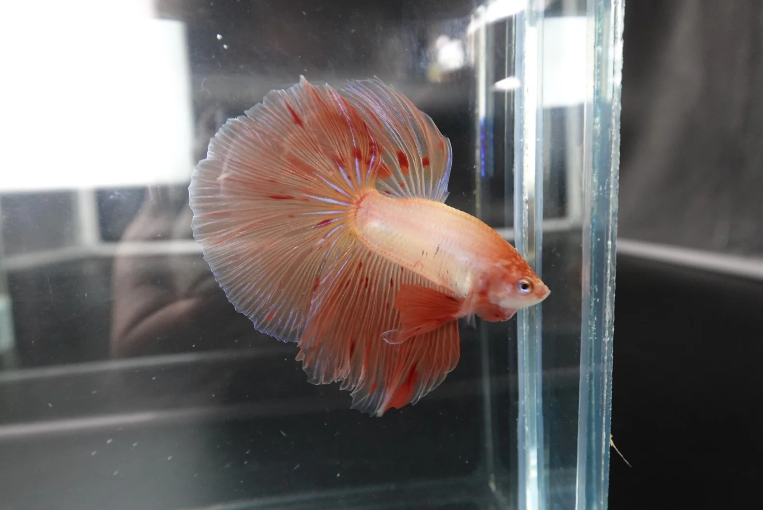 Rare Halfmoon Tangerine Betta Fish (Male) - Image 3