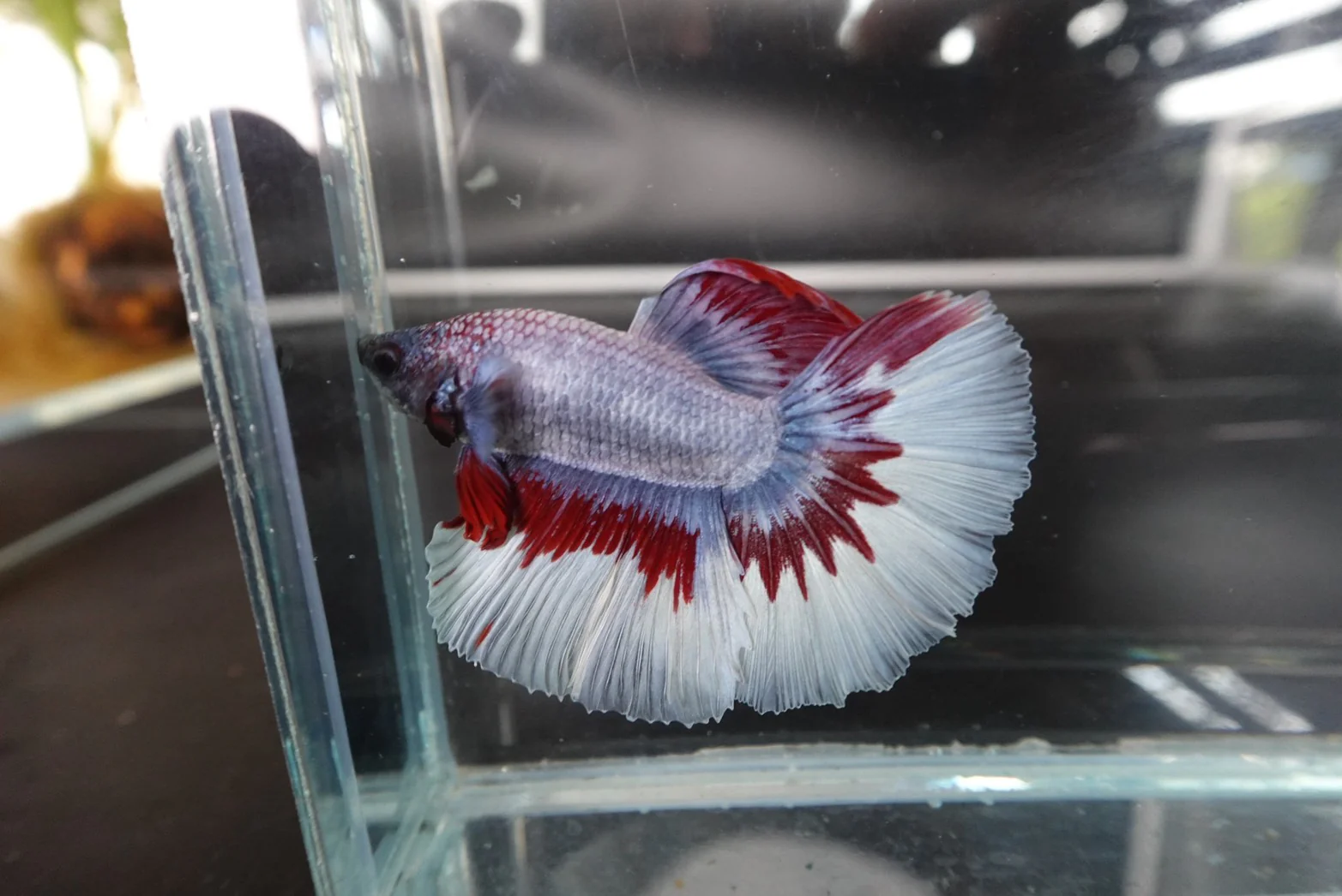 Rare Halfmoon Thai Flag Betta Fish (Male) - Image 2