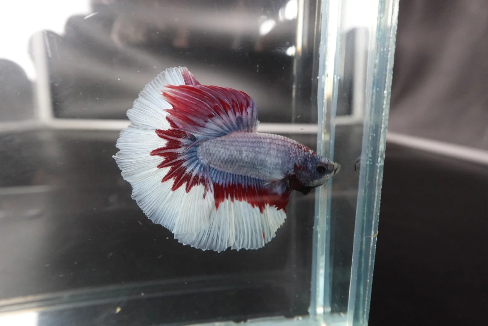 Rare Halfmoon Thai Flag Betta Fish (Male) - Image 3