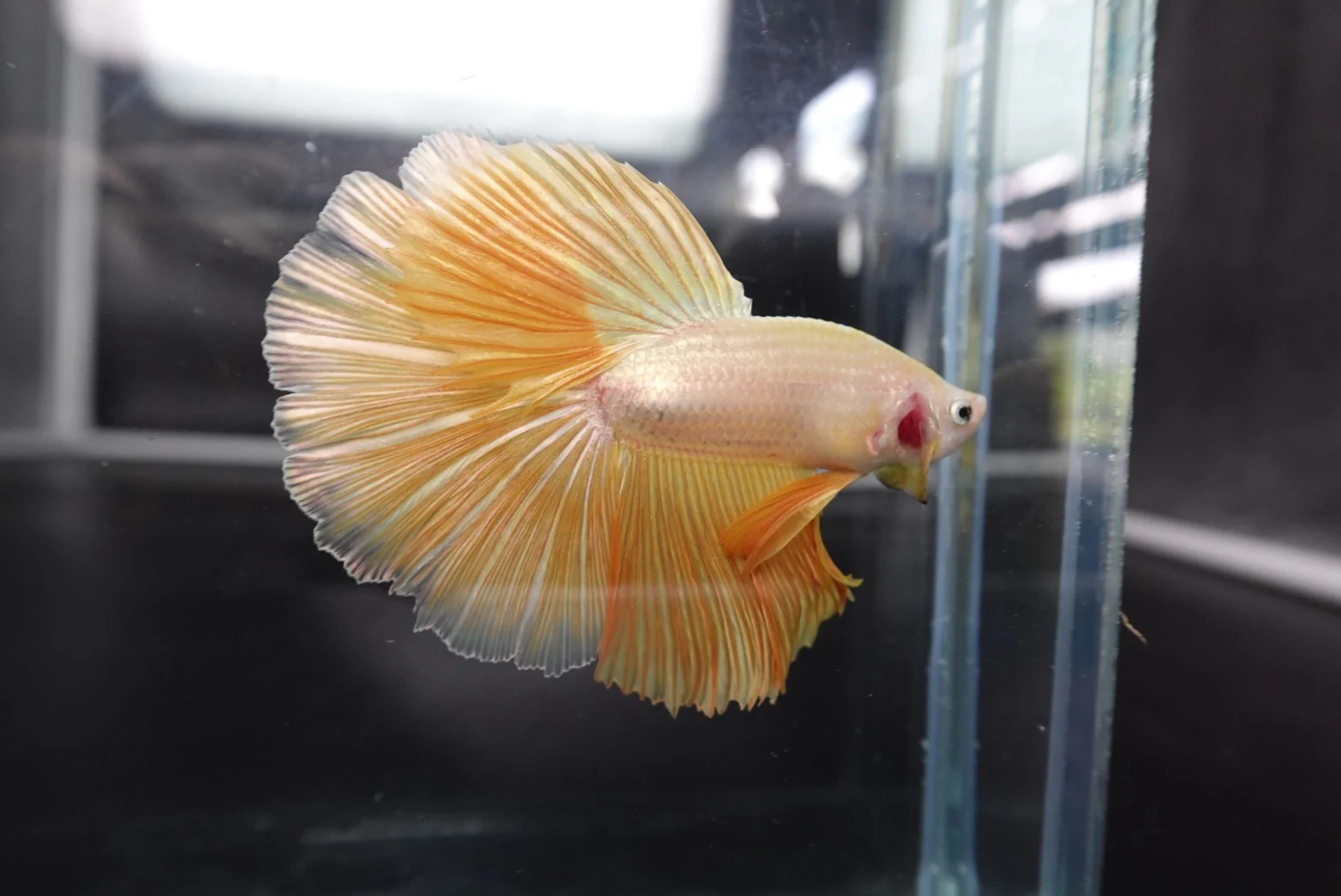 Rare Halfmoon Yellow Betta Fish (Male) - Image 2