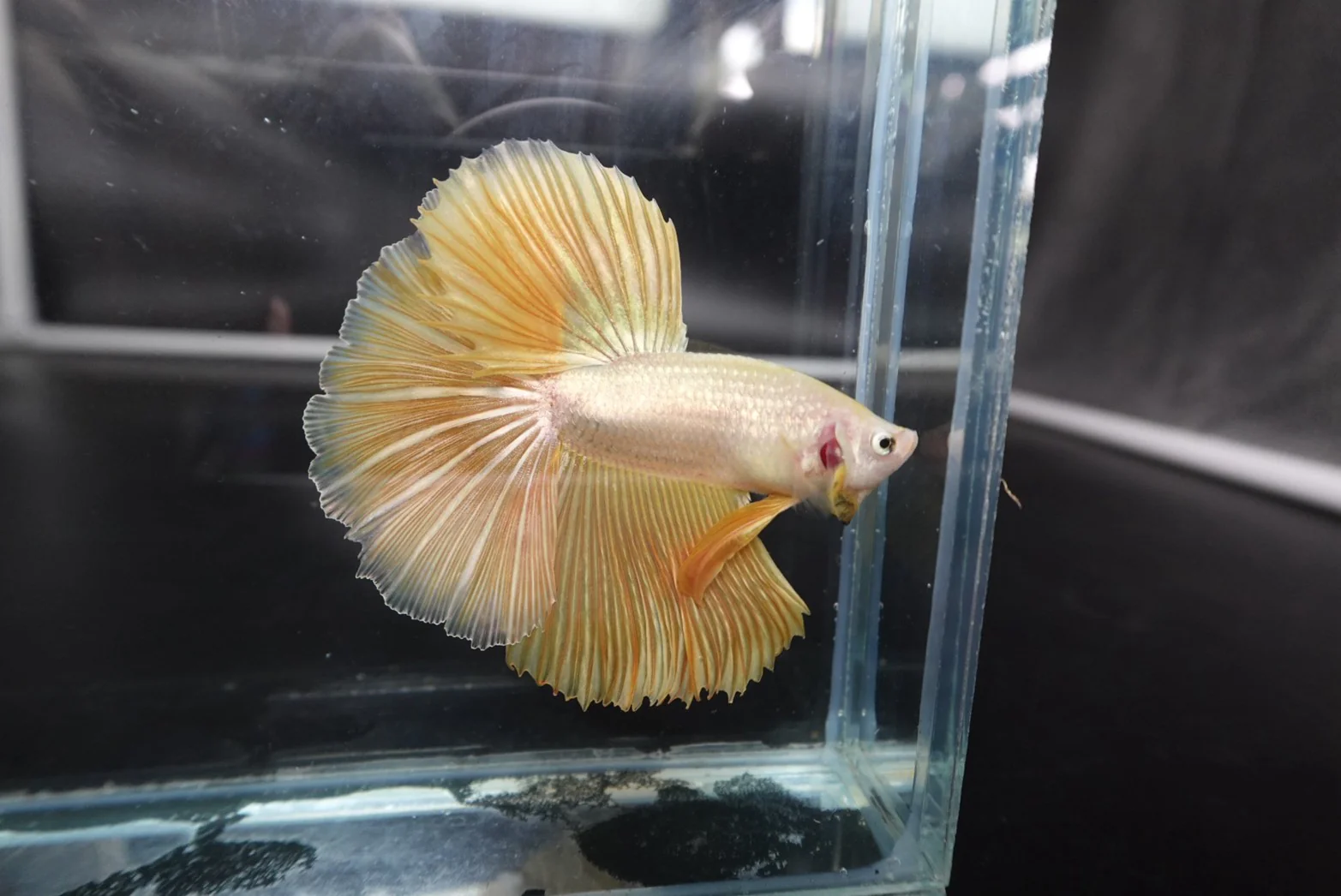 Rare Halfmoon Yellow Betta Fish (Male) - Image 3
