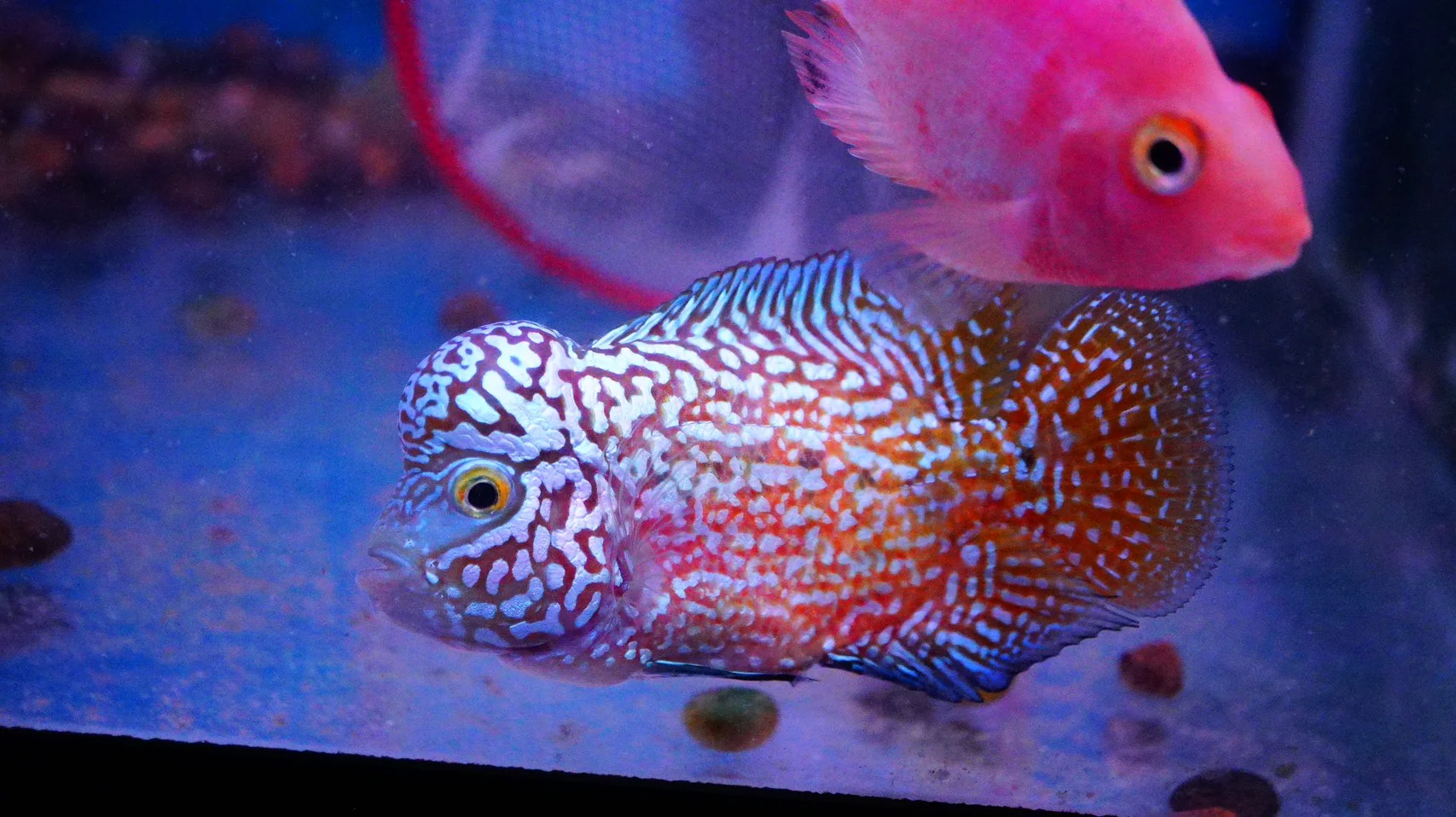 Rare Kamfa Flowerhorn - Image 3