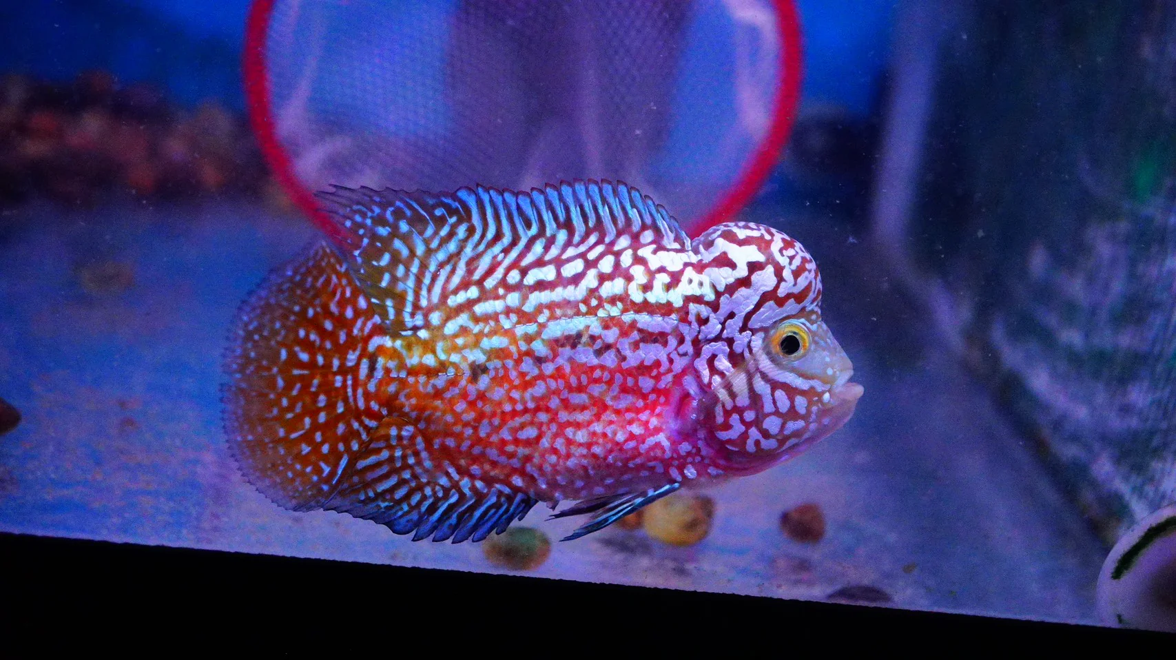 Rare Kamfa Flowerhorn - Image 4