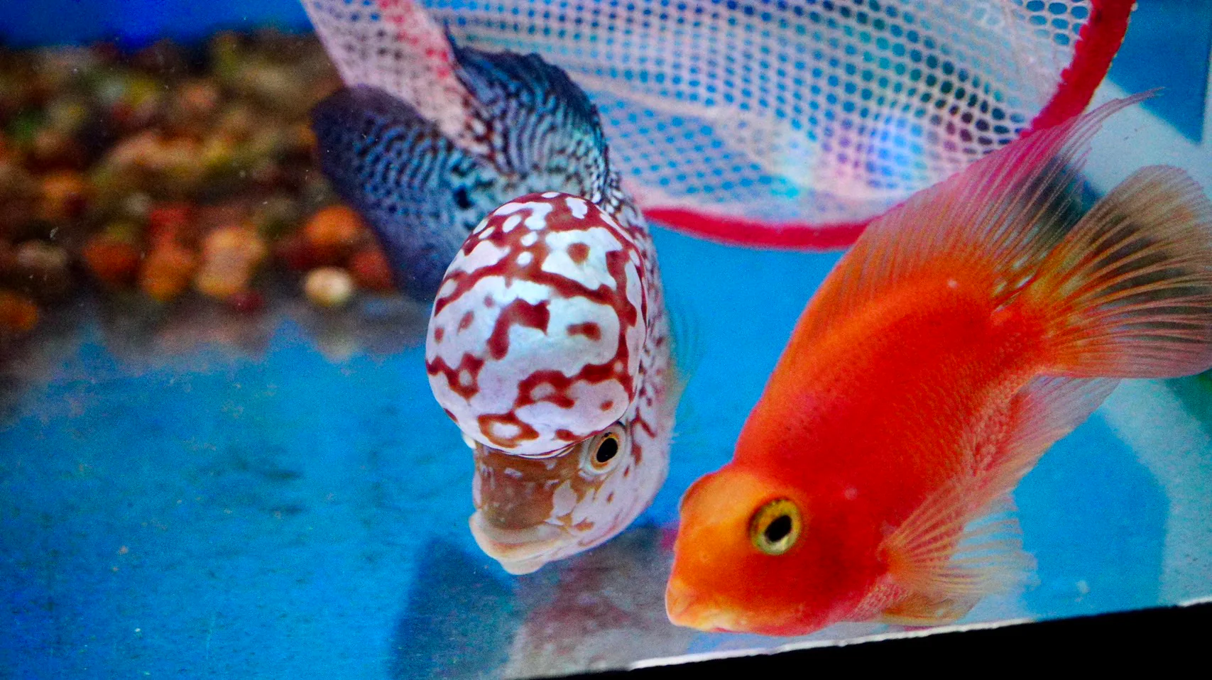 Rare Kamfa Flowerhorn 4.5 inch - Image 3