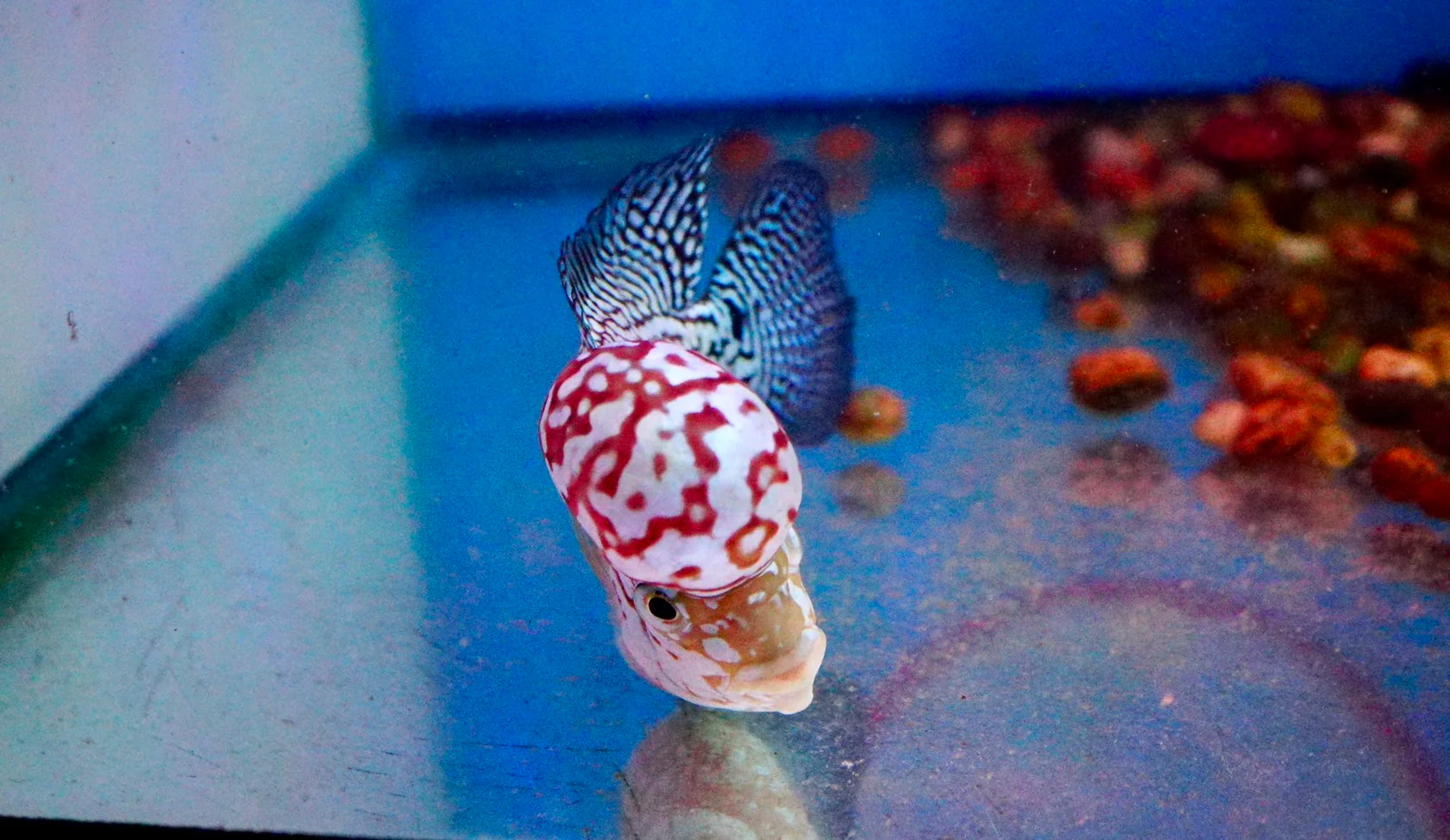 Rare Kamfa Flowerhorn 4.5 inch - Image 4