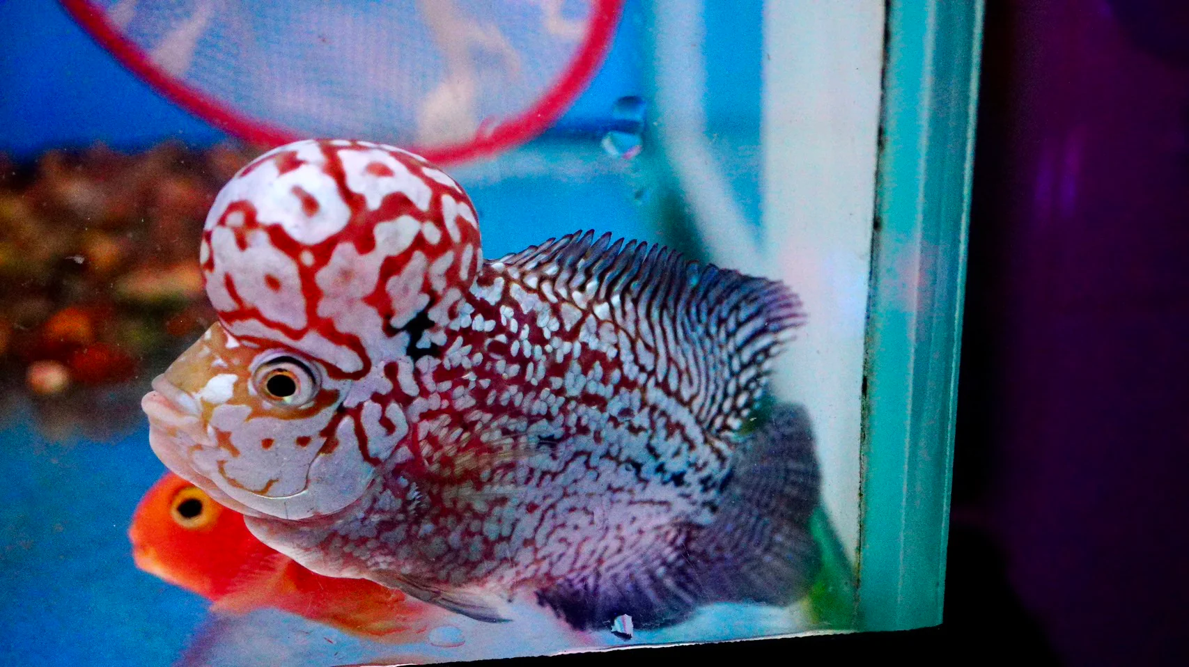 Rare Kamfa Flowerhorn 4.5 inch - Image 5