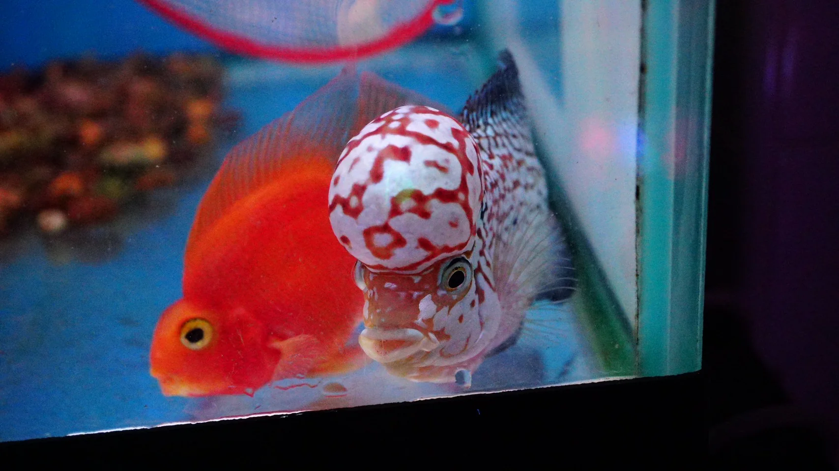 Rare Kamfa Flowerhorn 4.5 inch - Image 6