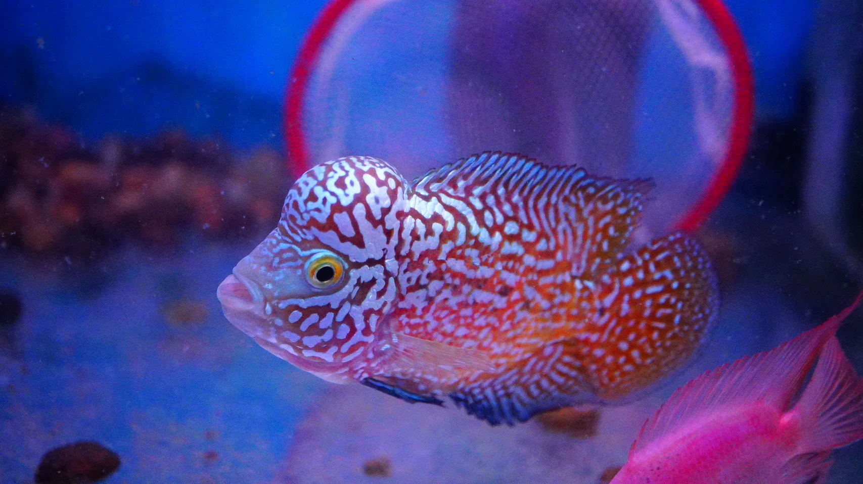 Rare Kamfa Flowerhorn - Image 5