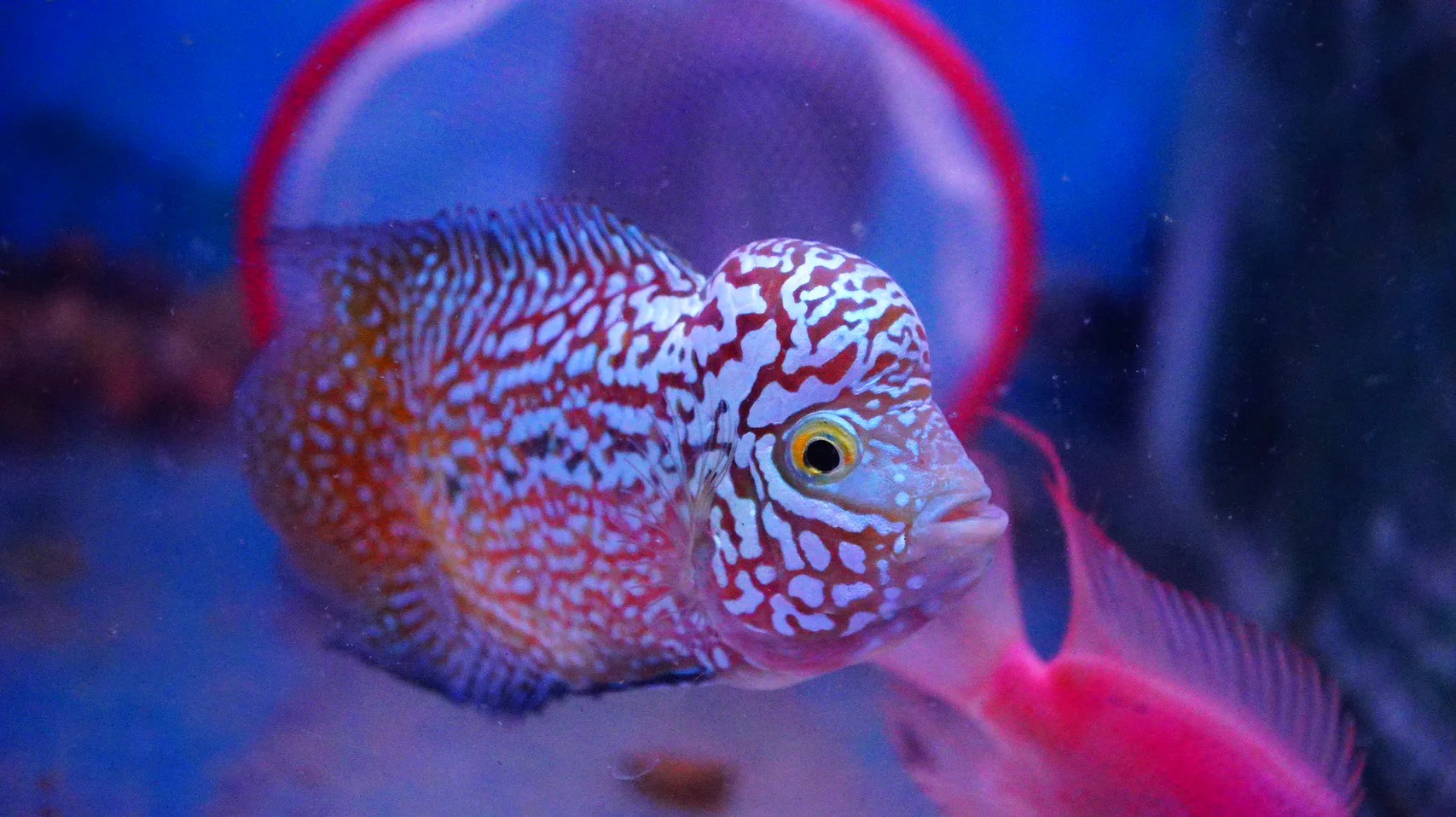Rare Kamfa Flowerhorn - Image 6