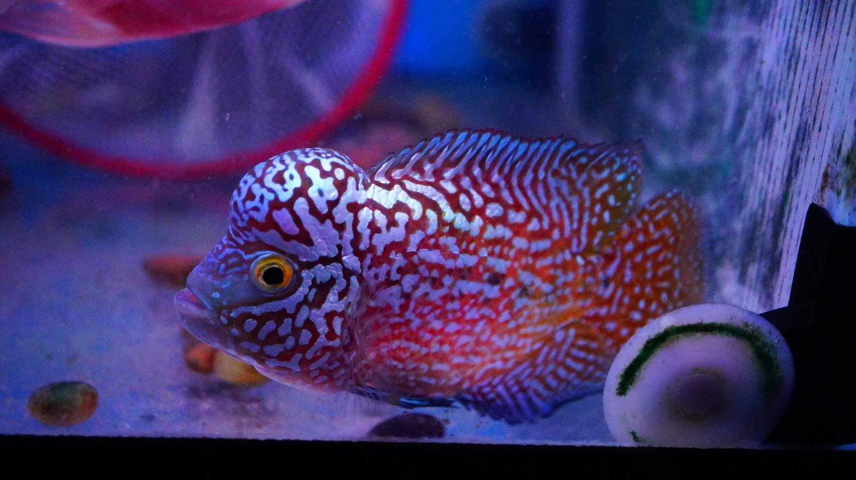 Rare Kamfa Flowerhorn - Image 7
