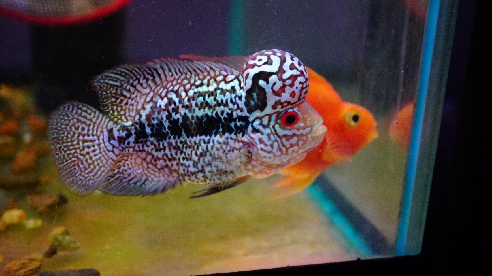 Rare Kamfa Flowerhorn 4 inch - Image 3