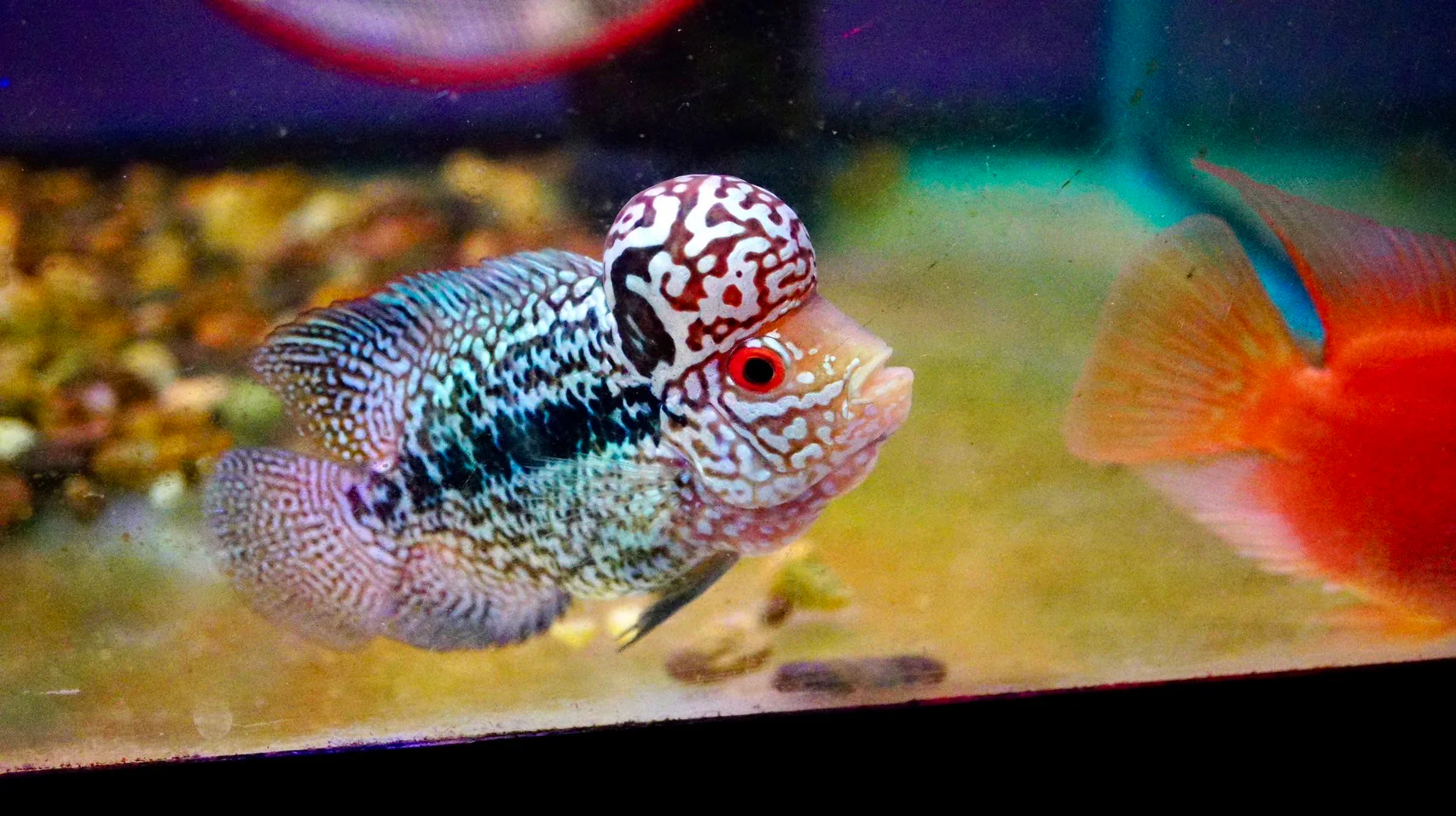 Rare Kamfa Flowerhorn 4 inch - Image 4