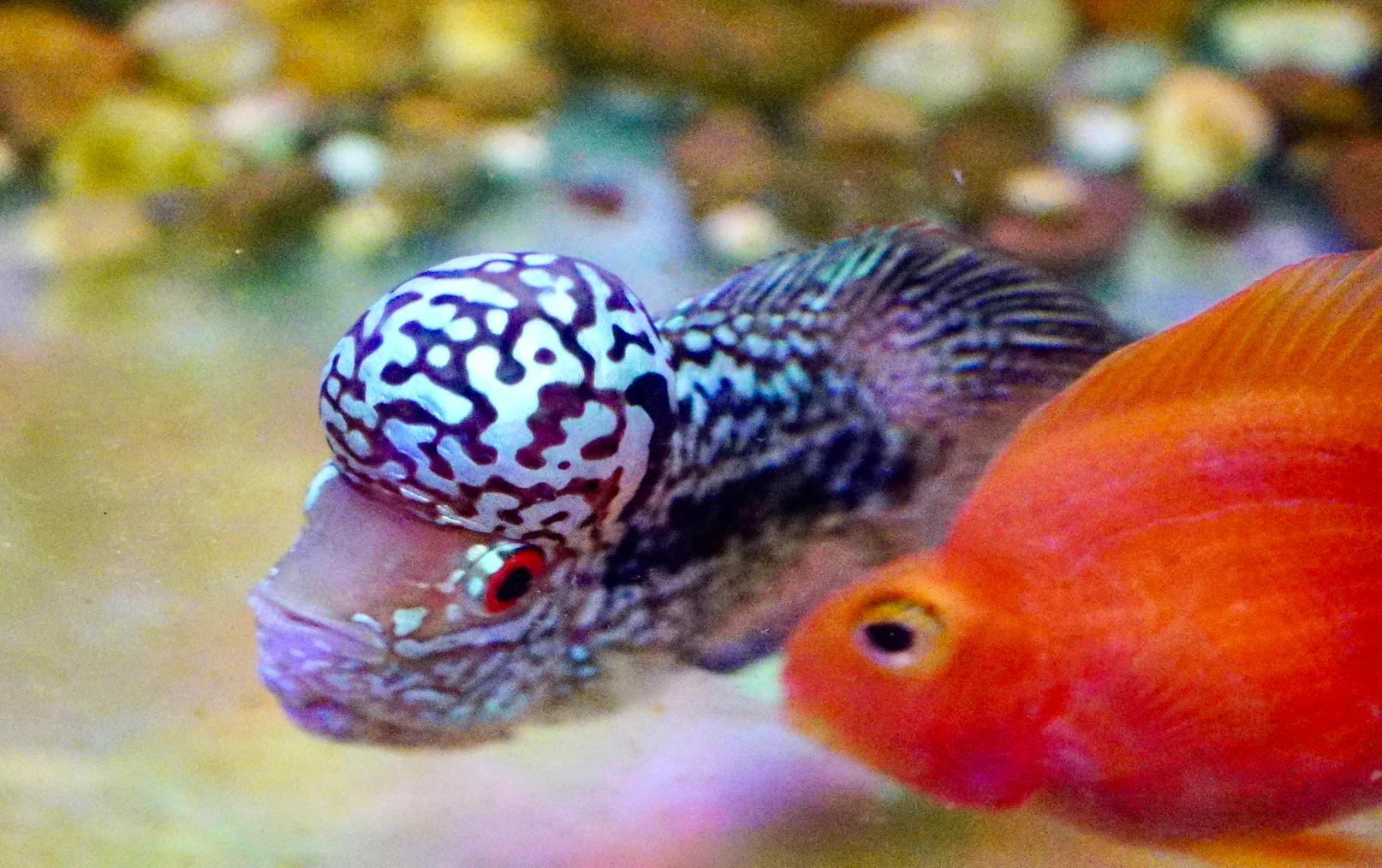Rare Kamfa Flowerhorn 4 inch - Image 5