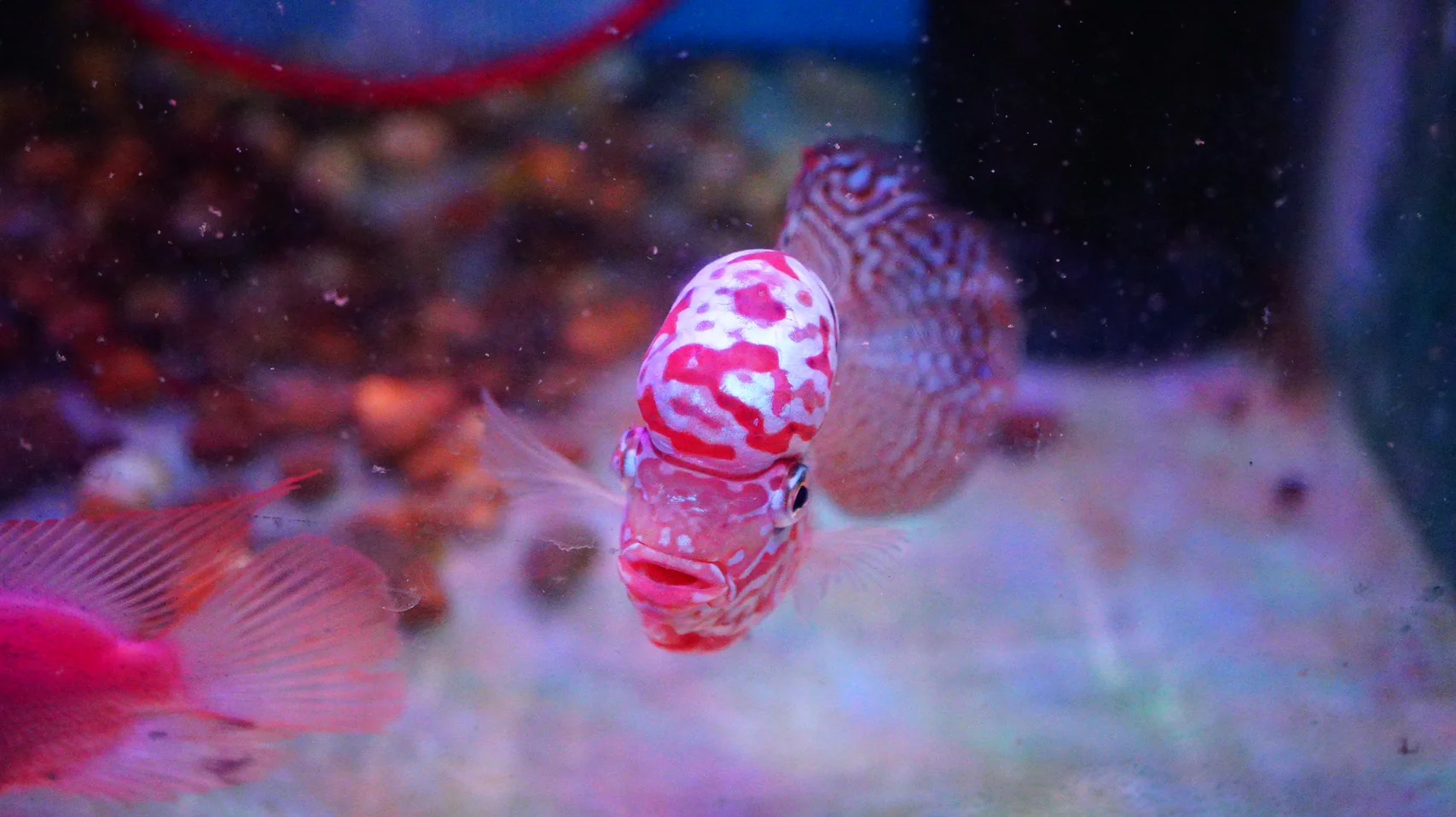 Rare Kamfa Flowerhorn - Image 3