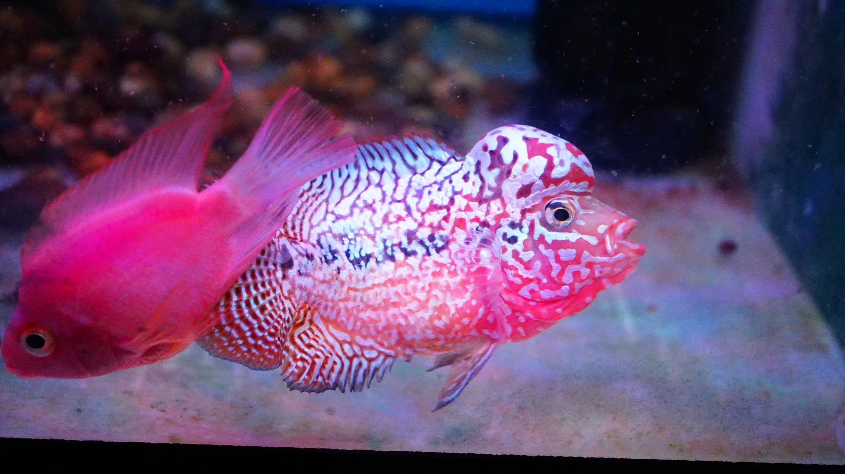Rare Kamfa Flowerhorn - Image 4