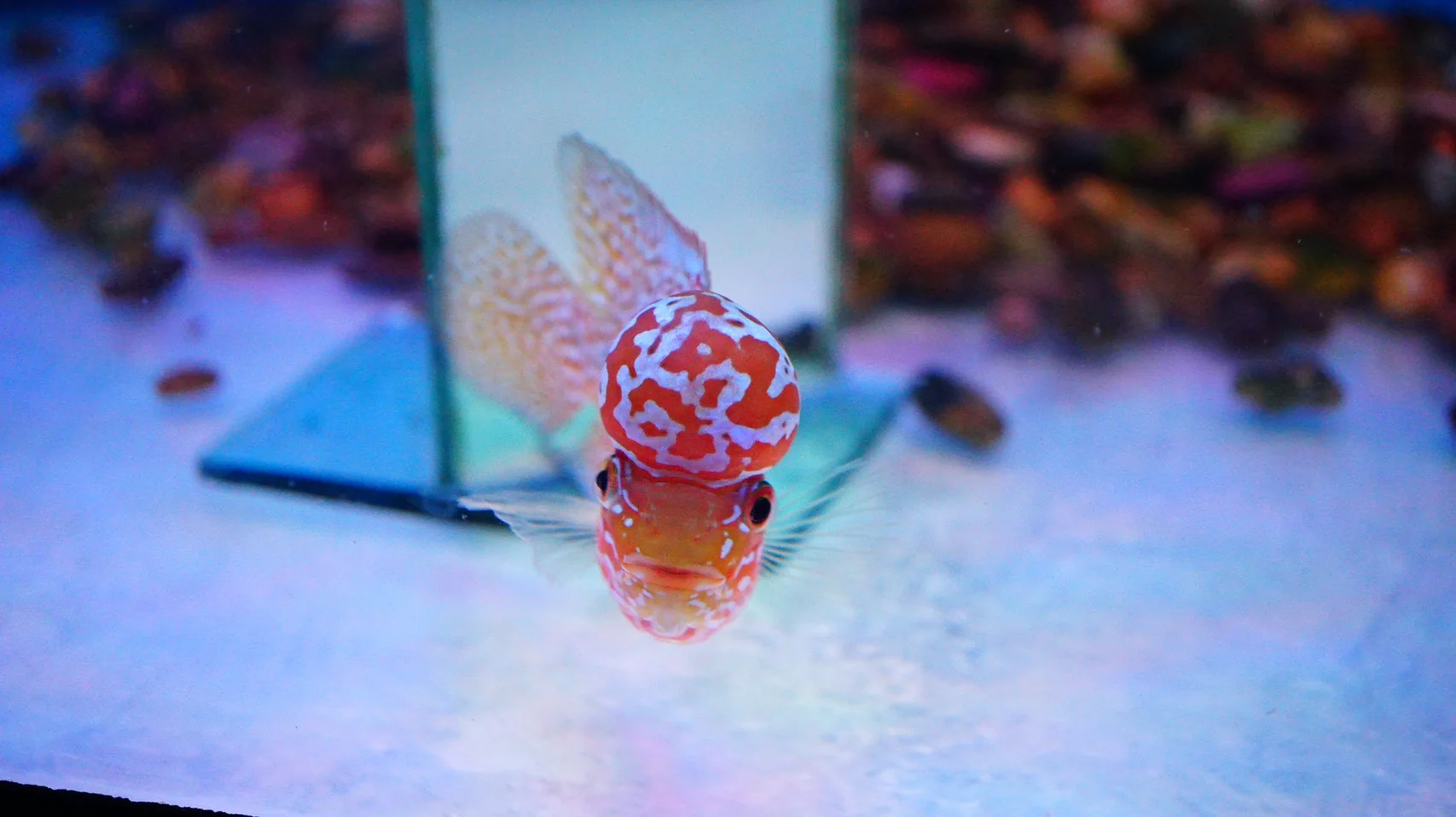 Rare Kamfa Golden Base Flowerhorn 4 inch - Image 3