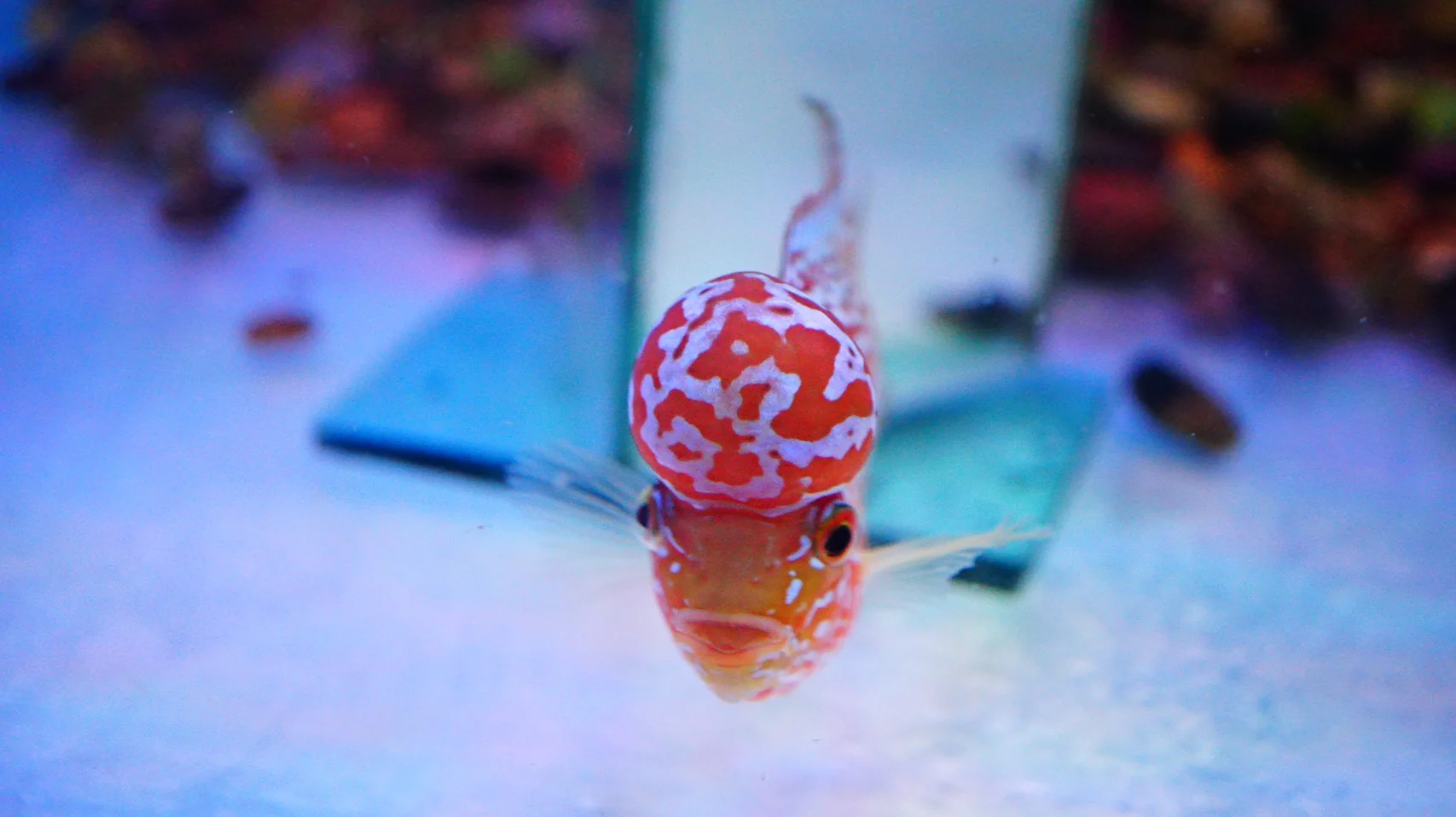 Rare Kamfa Golden Base Flowerhorn 4 inch - Image 4