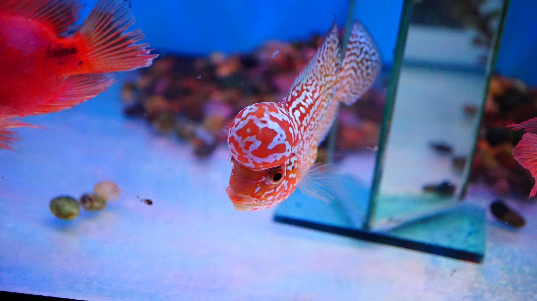 Rare Kamfa Golden Base Flowerhorn 4 inch - Image 5