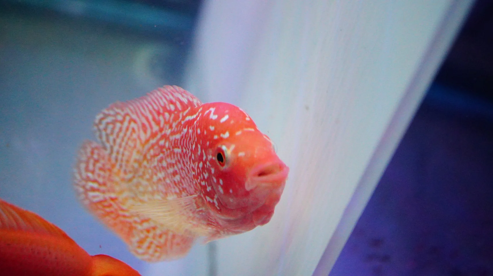 Rare Kamfa Golden Base Flowerhorn 3.5 inch - Image 3
