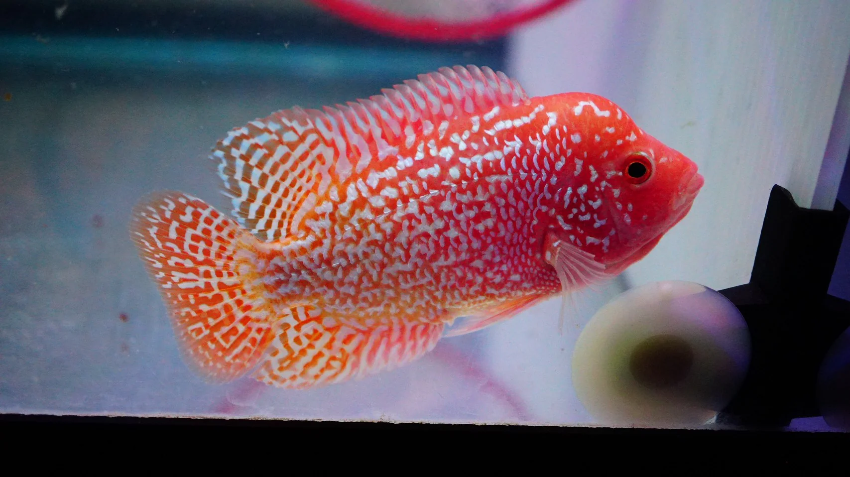 Rare Kamfa Golden Base Flowerhorn 3.5 inch - Image 4