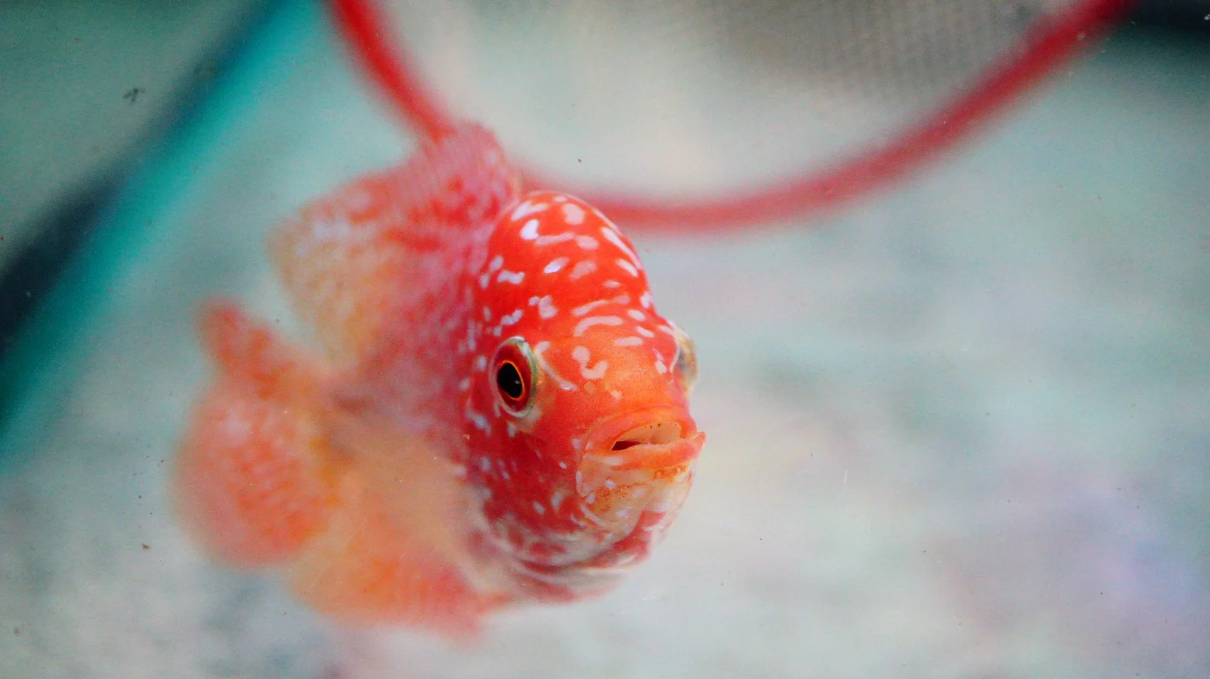 Rare Kamfa Golden Base Flowerhorn 3.5 inch - Image 3