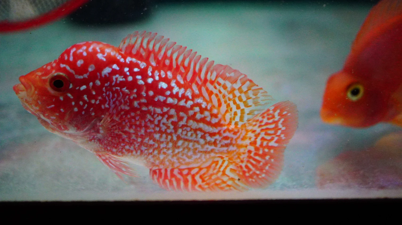 Rare Kamfa Golden Base Flowerhorn 3.5 inch - Image 4