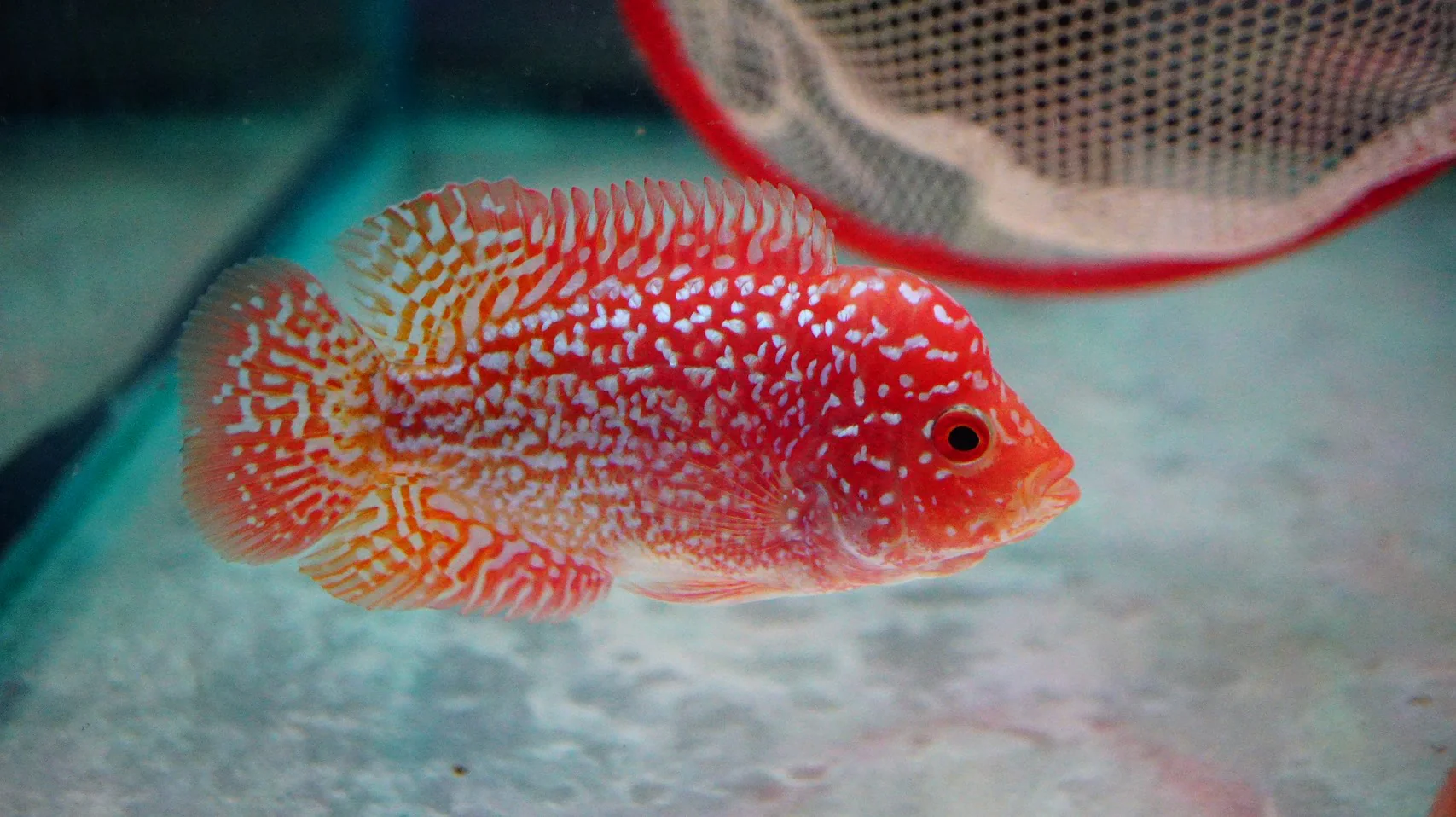 Rare Kamfa Golden Base Flowerhorn 3.5 inch - Image 5