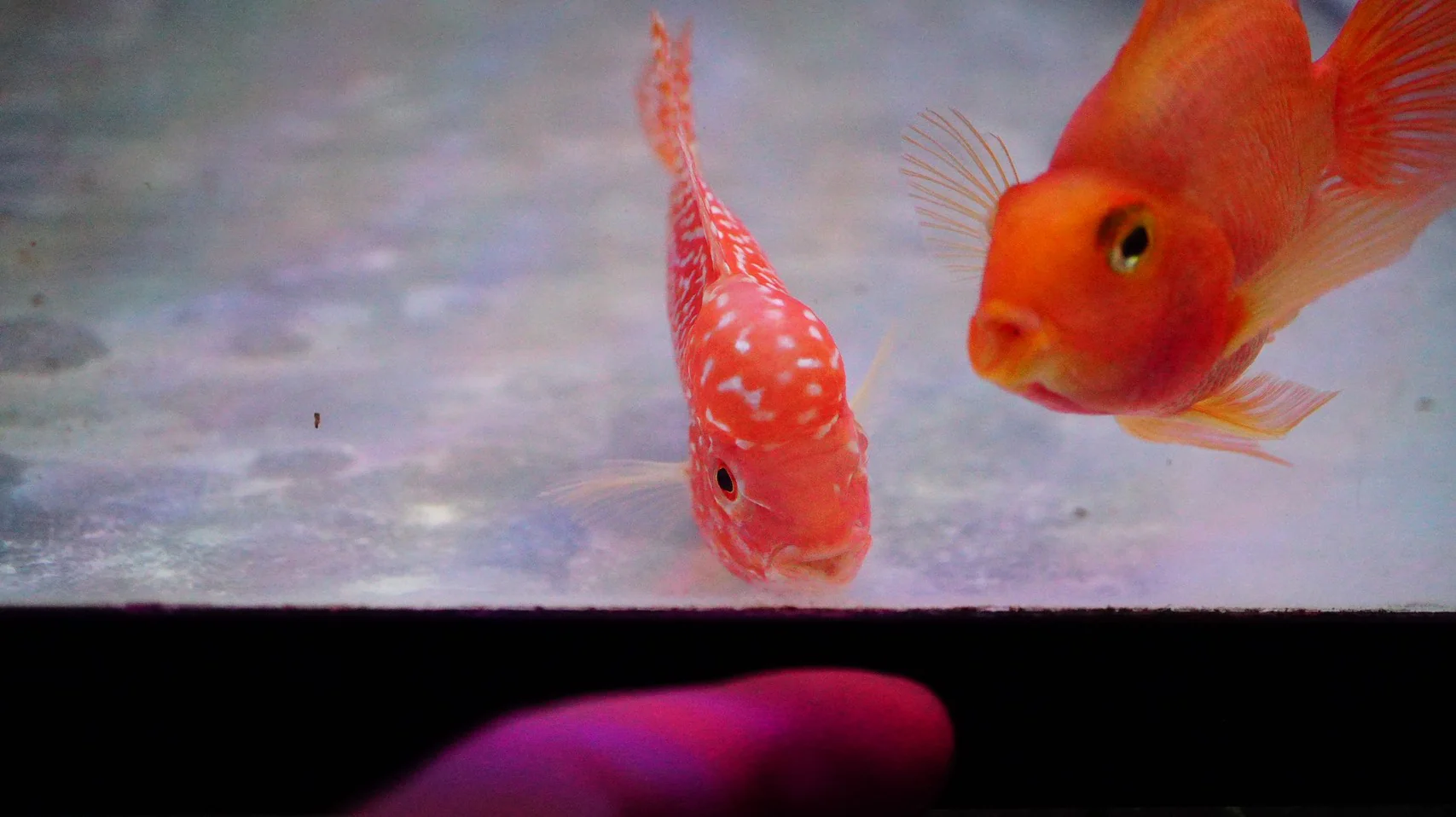 Rare Kamfa Golden Base Flowerhorn 3.5 inch - Image 3