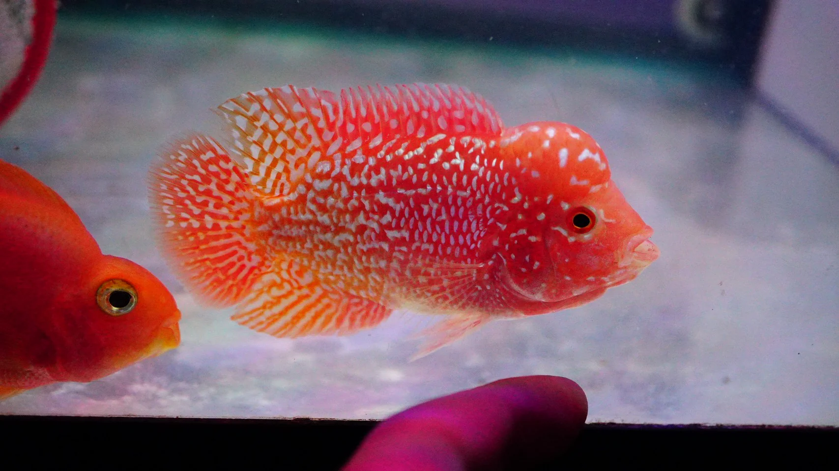 Rare Kamfa Golden Base Flowerhorn 3.5 inch - Image 4
