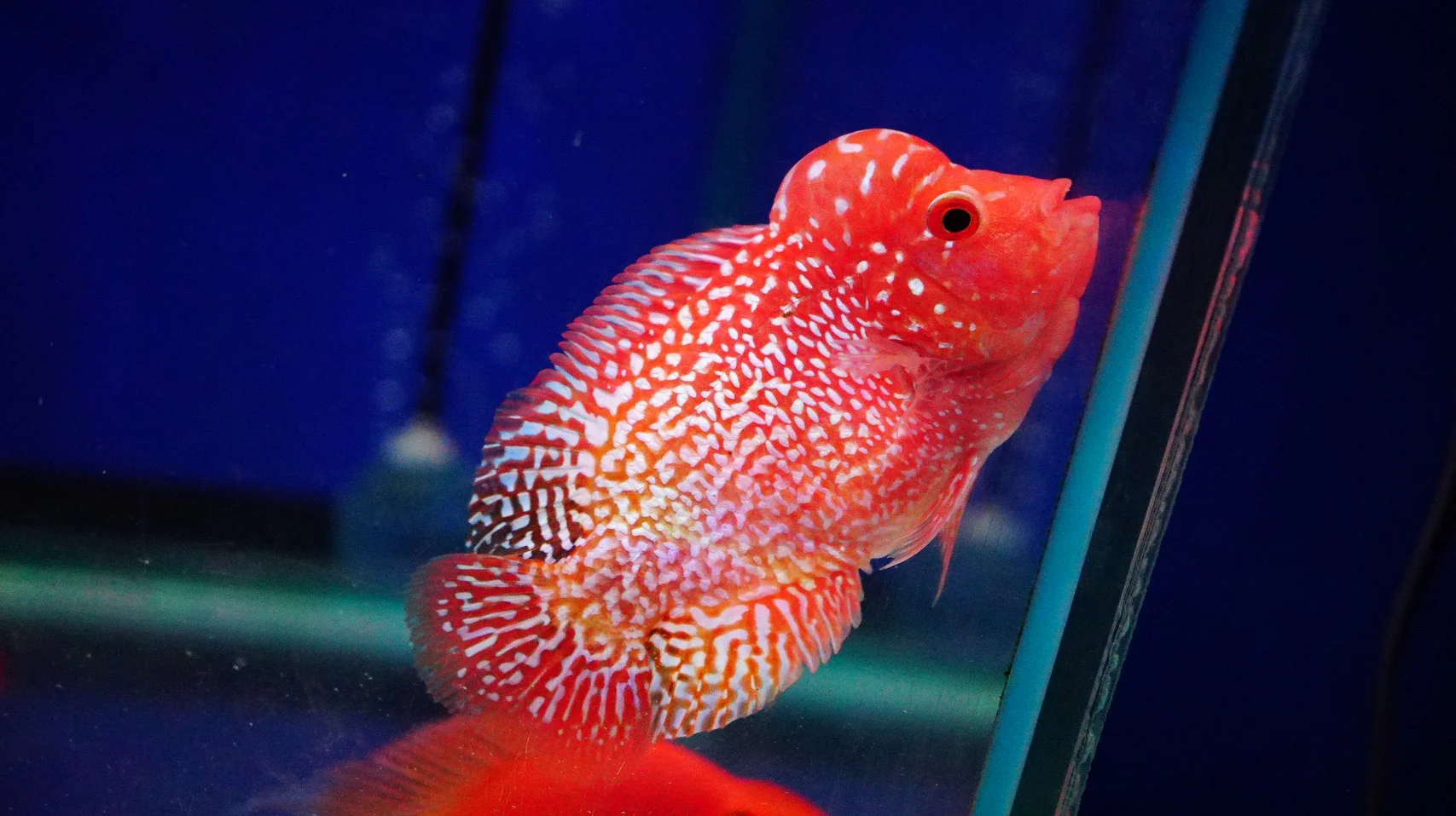 Rare Kamfa Golden Base Flowerhorn 3.5 inch - Image 3