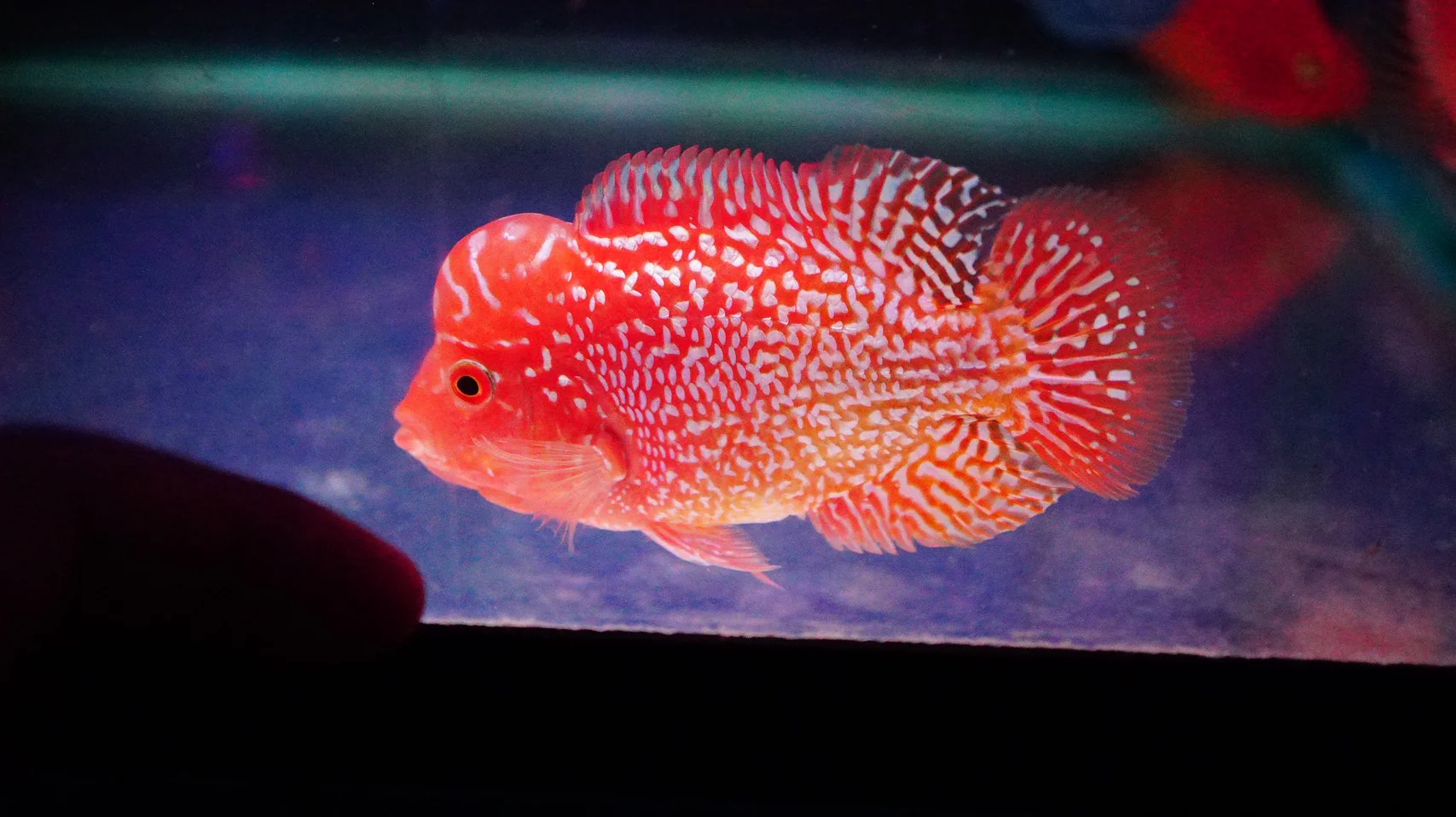 Rare Kamfa Golden Base Flowerhorn 3.5 inch - Image 4