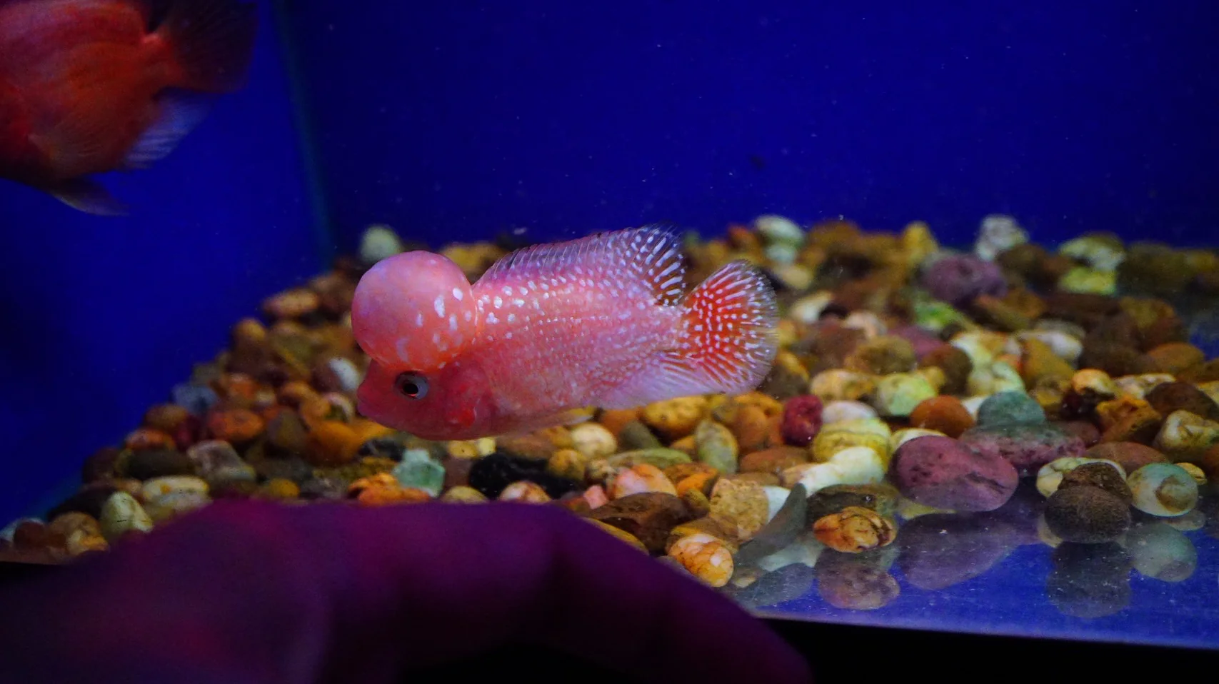 Rare Kamfa Golden Base Flowerhorn 3.5 inch - Image 3