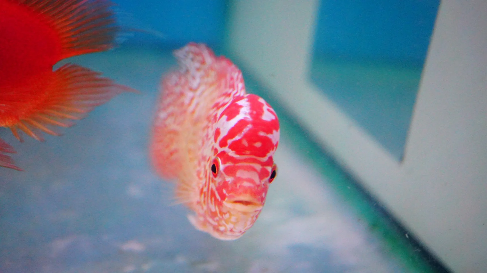 Rare Kamfa Golden Base Flowerhorn 3.5 inch - Image 3