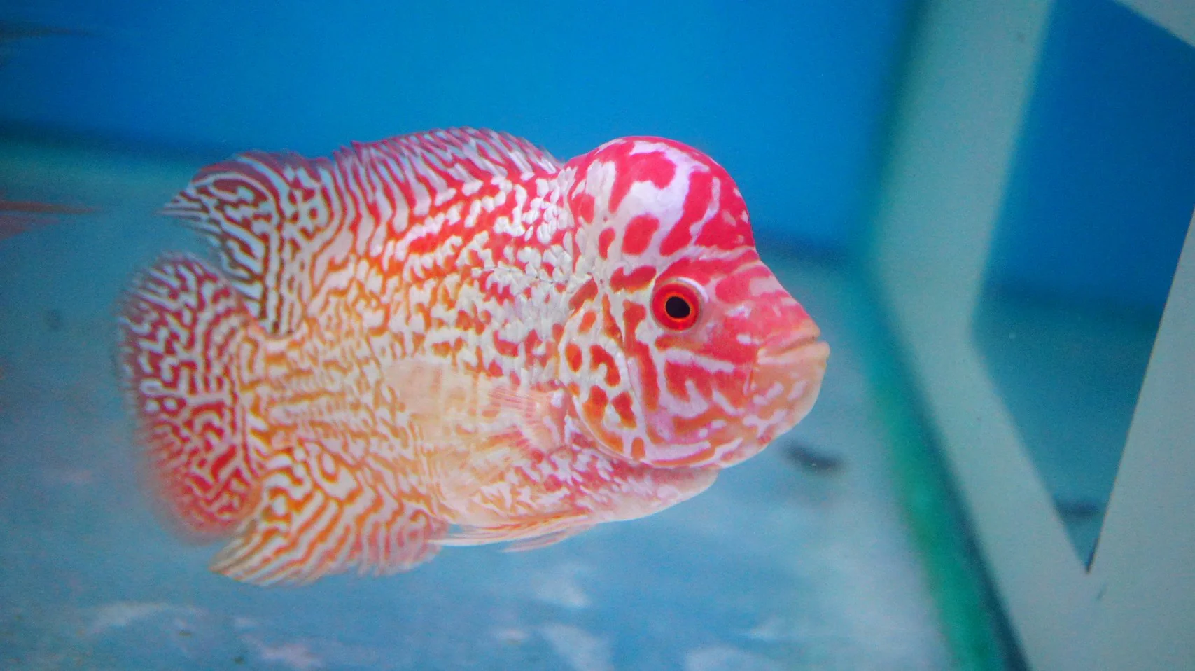 Rare Kamfa Golden Base Flowerhorn 3.5 inch - Image 4