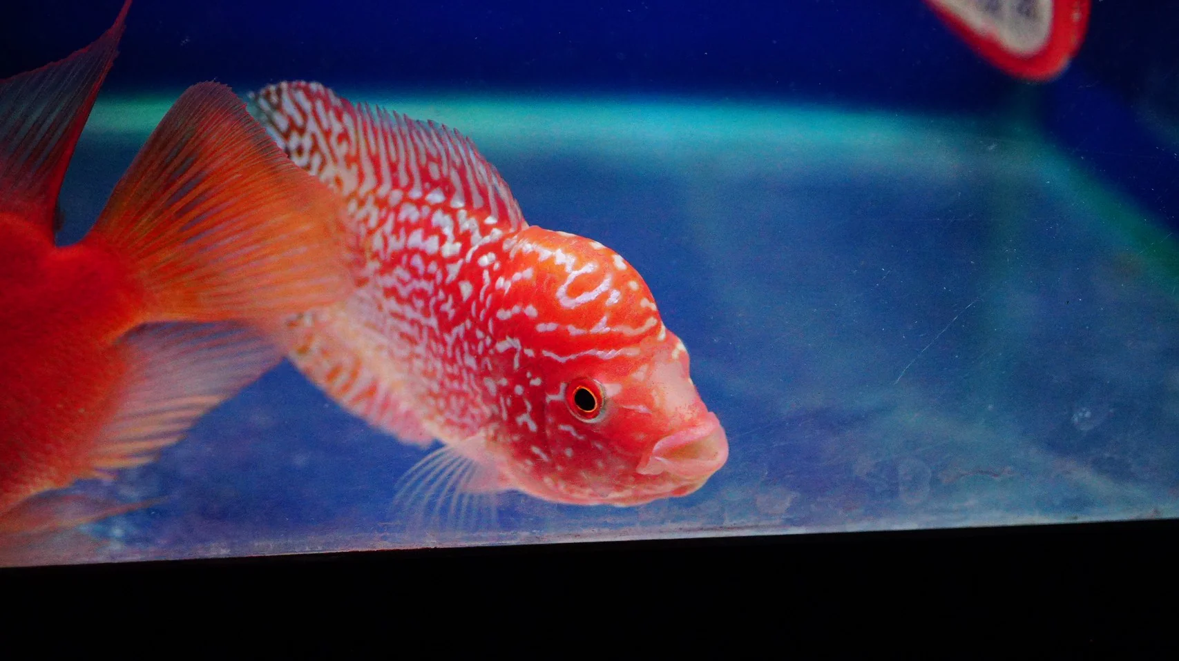 Rare Kamfa Golden Base Flowerhorn 3.5 inch - Image 3