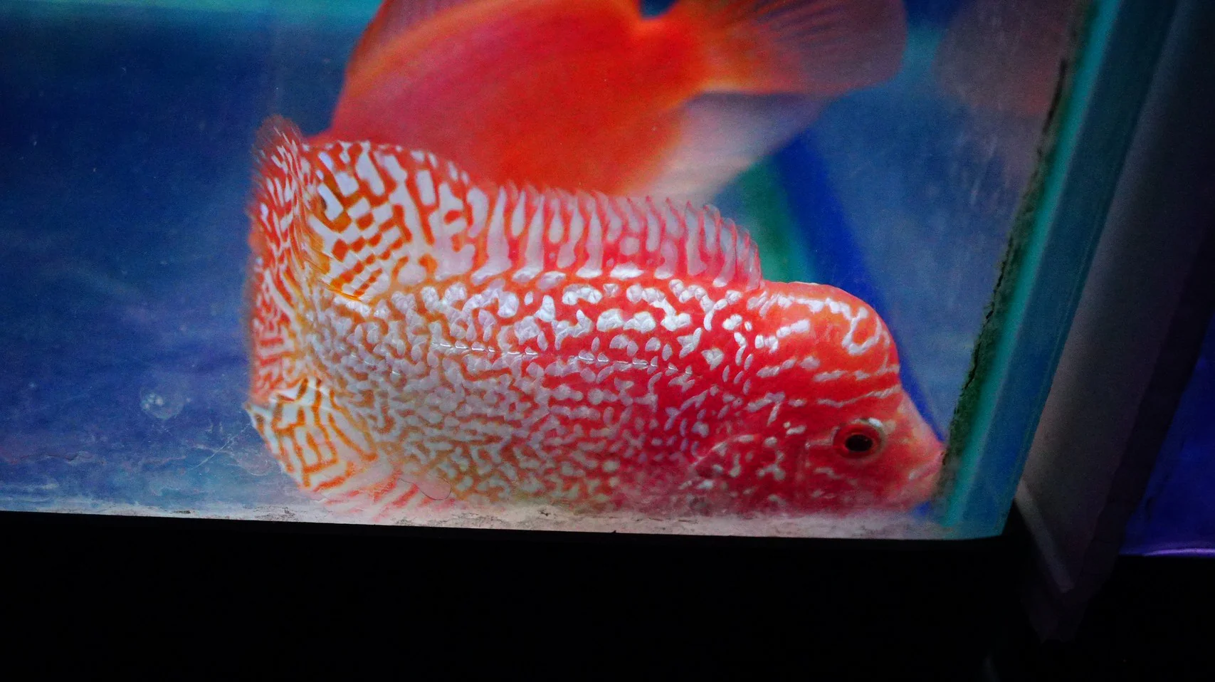 Rare Kamfa Golden Base Flowerhorn 3.5 inch - Image 4