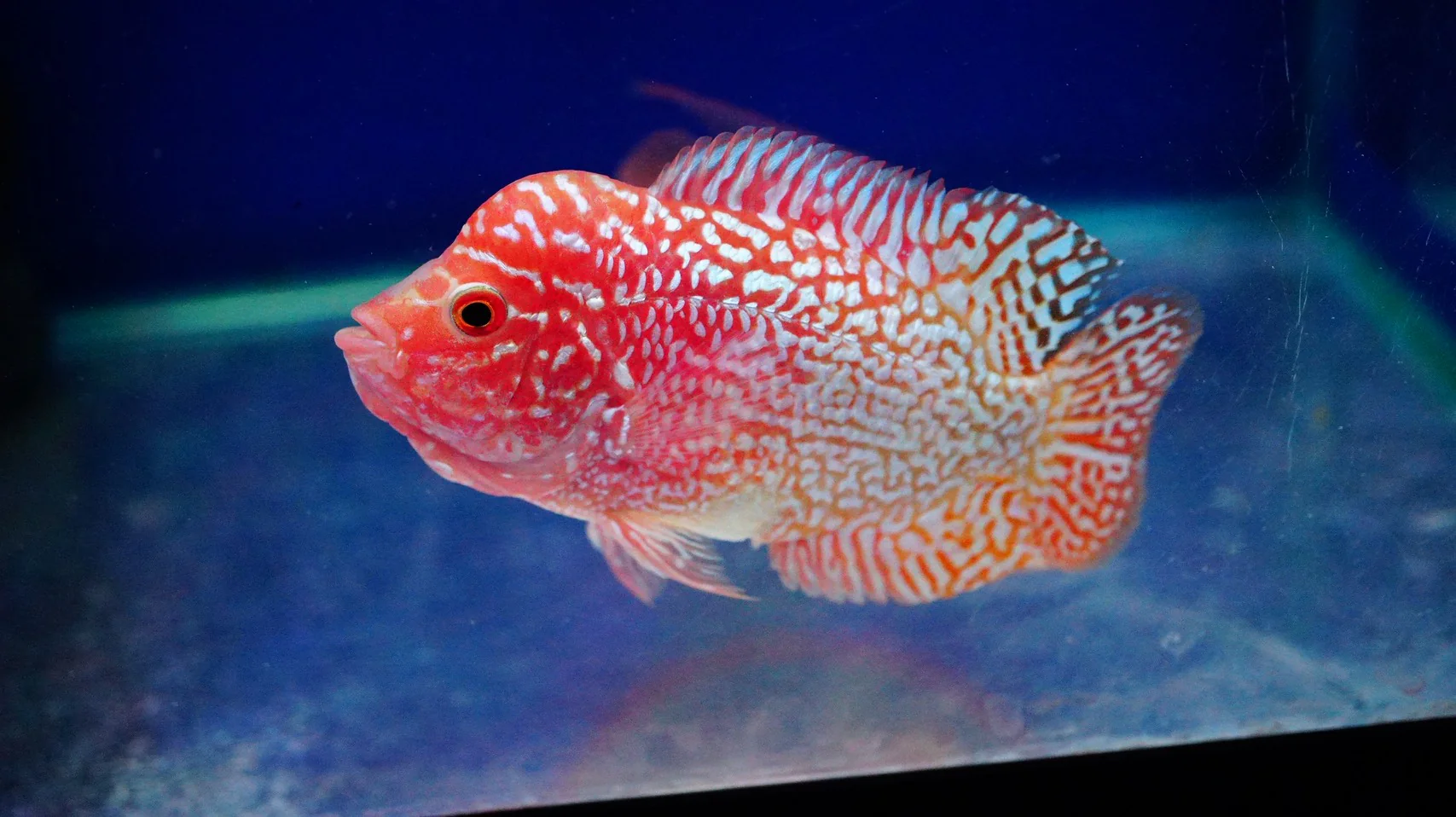 Rare Kamfa Golden Base Flowerhorn 3.5 inch - Image 5