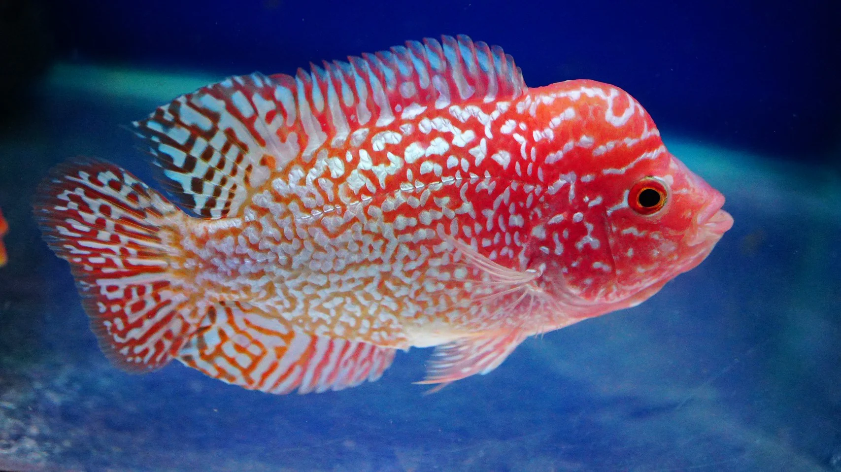 Rare Kamfa Golden Base Flowerhorn 3.5 inch - Image 6