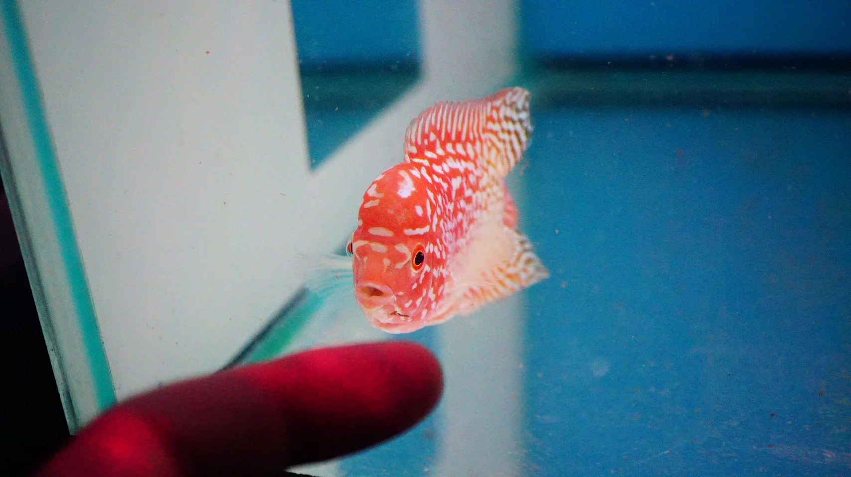 Rare Kamfa Golden Base Flowerhorn 3 inch - Image 3