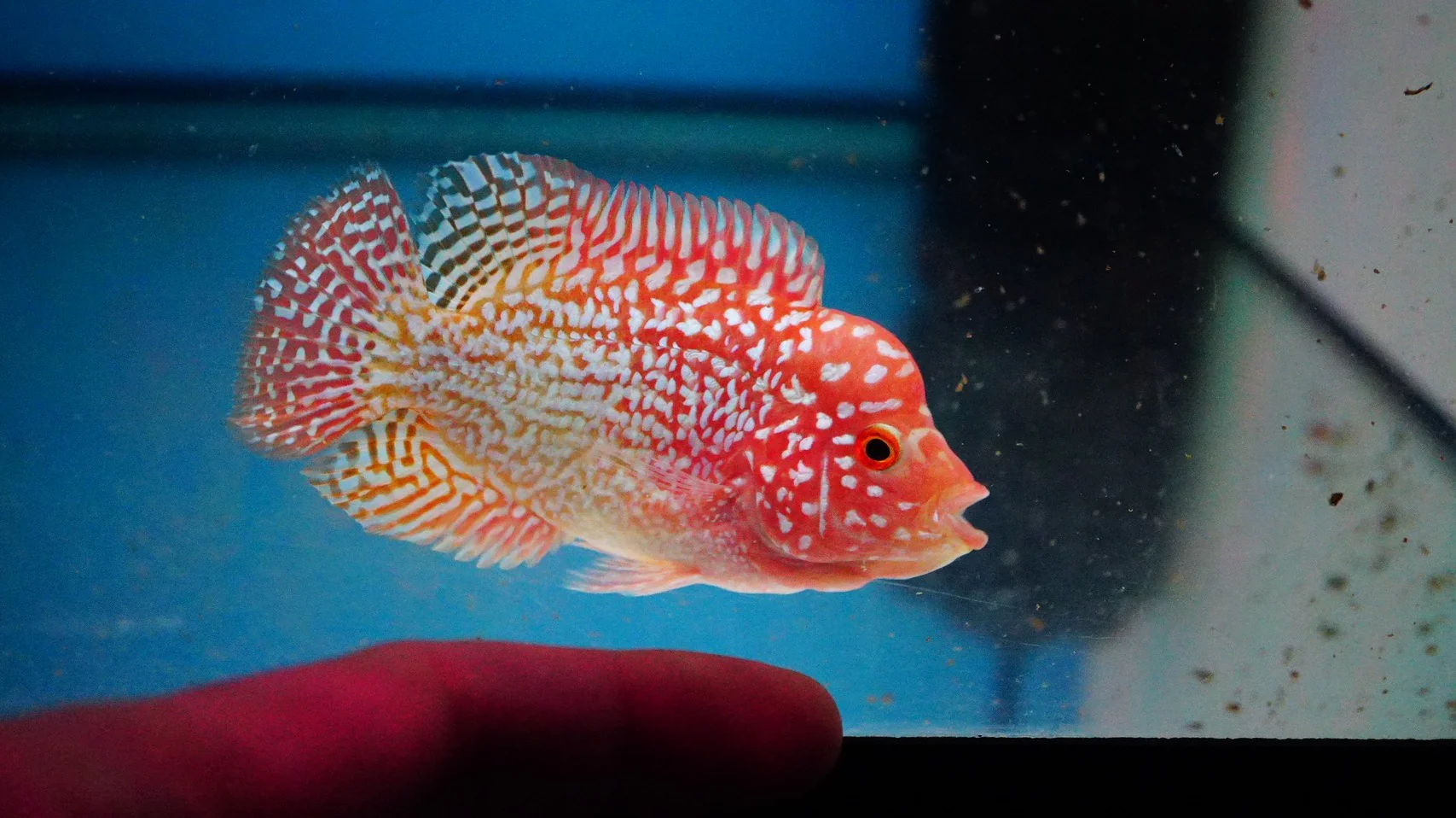 Rare Kamfa Golden Base Flowerhorn 3 inch - Image 4