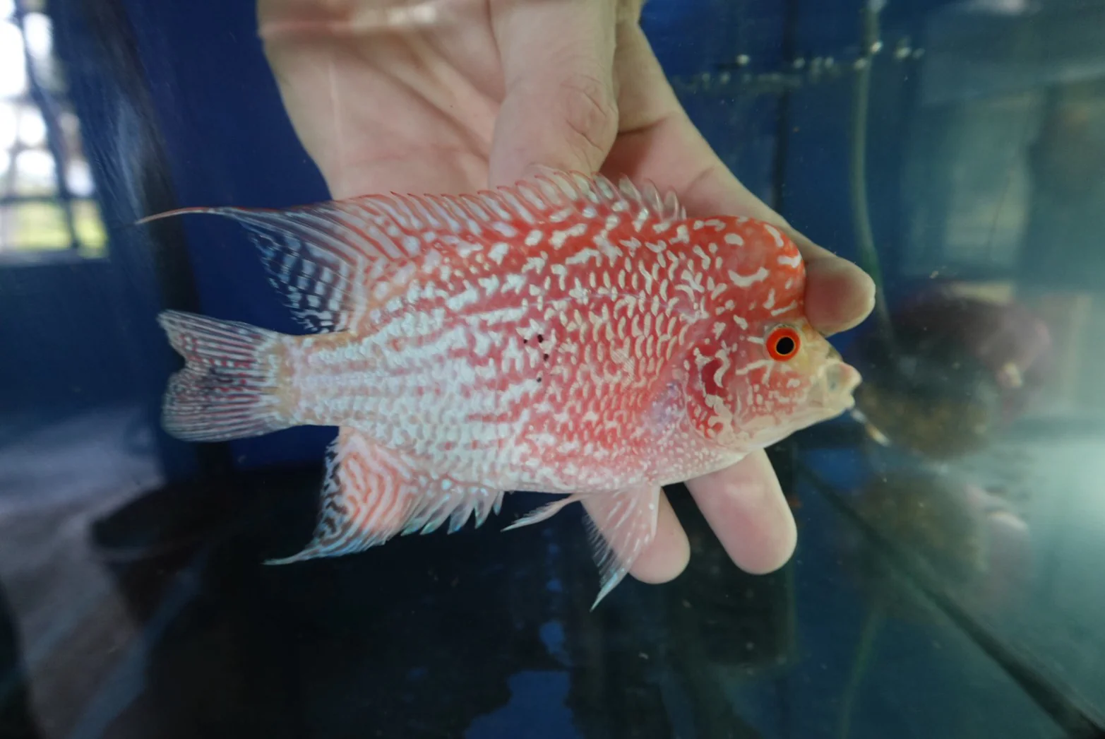 Rare Kamfa Golden Base Flowerhorn 4 inch - Image 2
