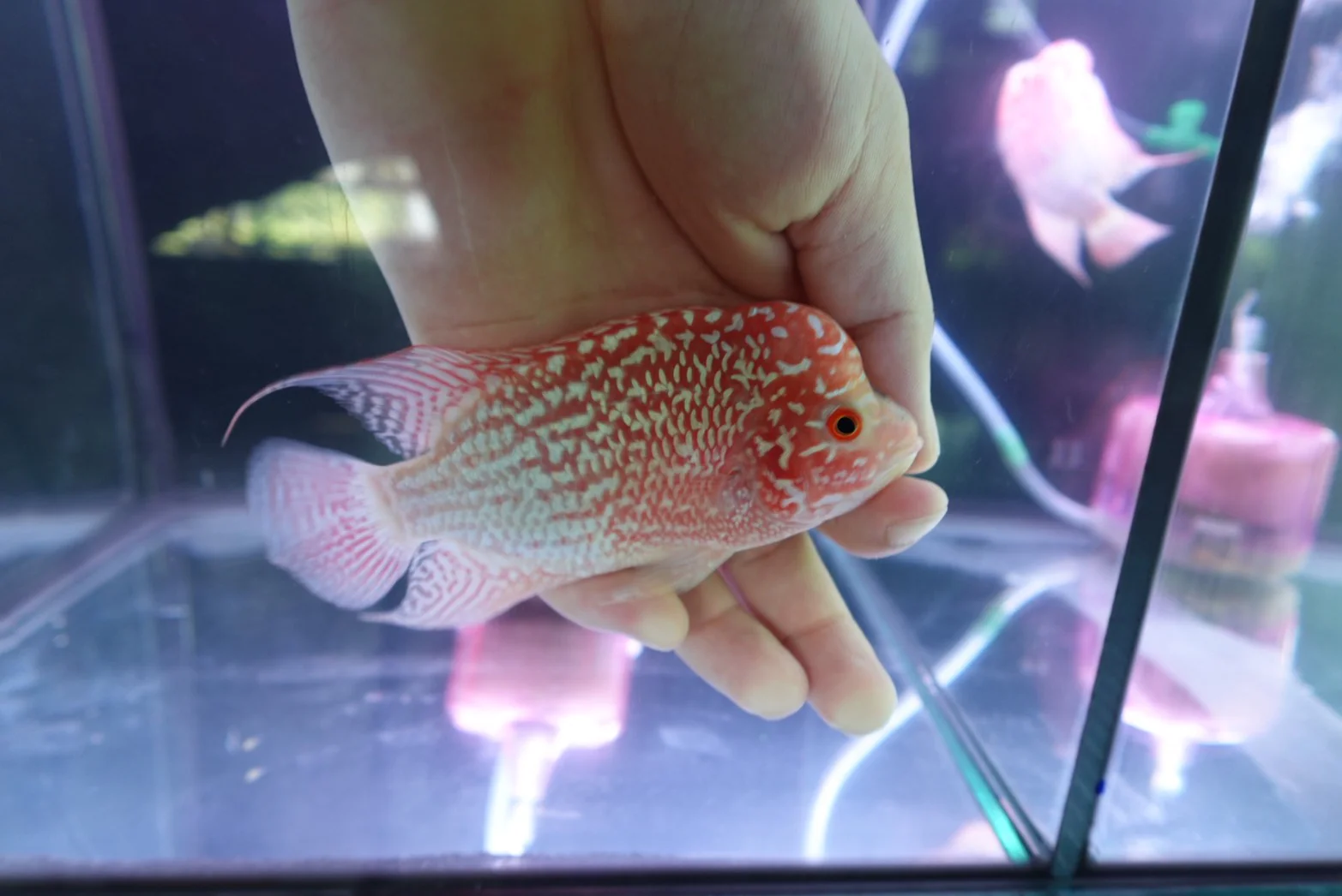 Rare Kamfa Golden Base Flowerhorn 4 inch - Image 3