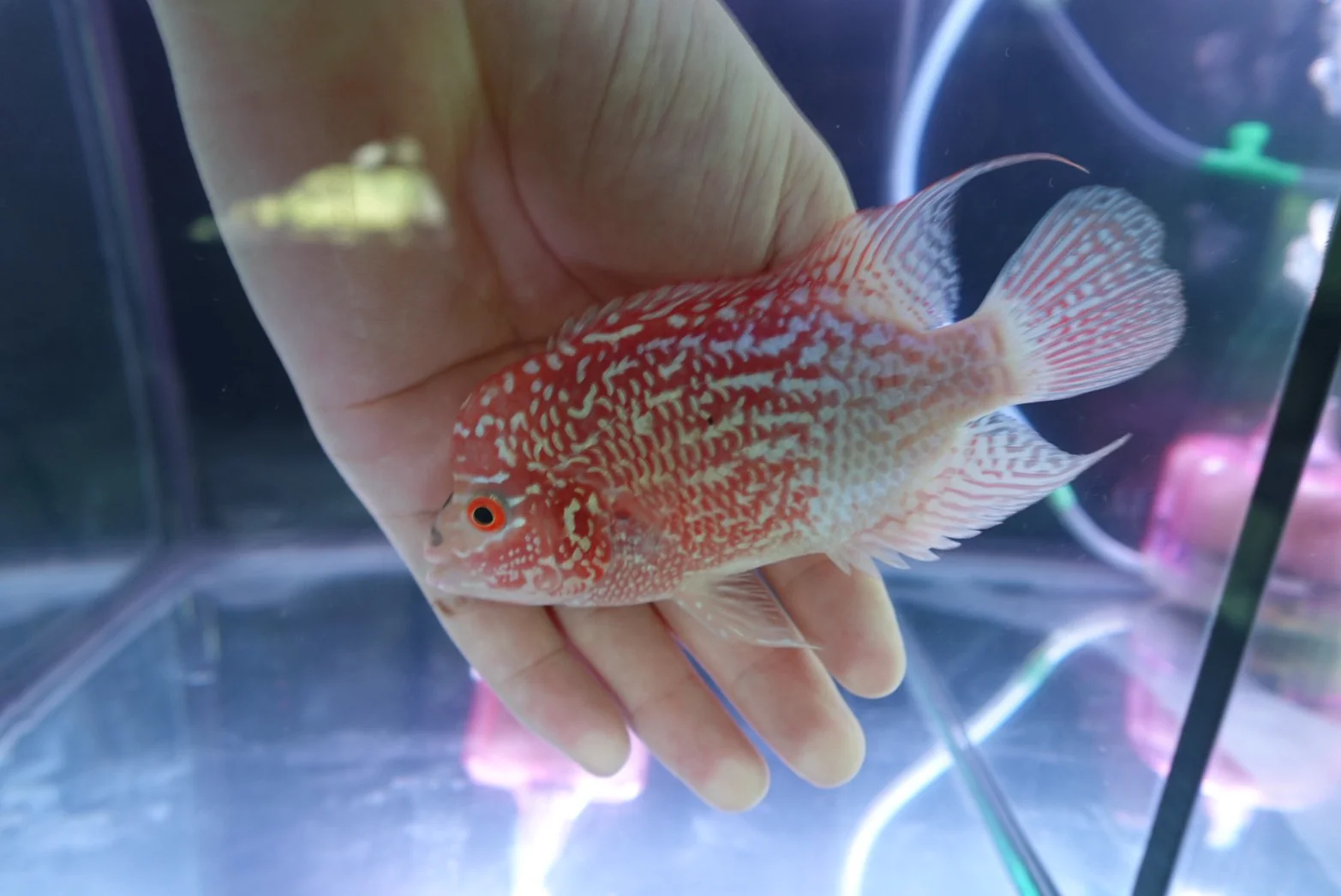 Rare Kamfa Golden Base Flowerhorn 4 inch - Image 4