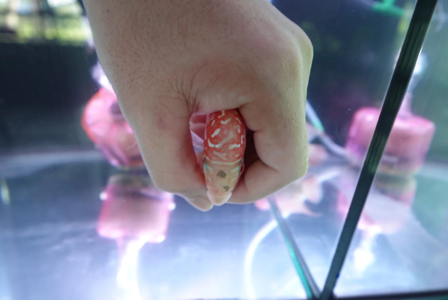 Rare Kamfa Golden Base Flowerhorn 4 inch - Image 5
