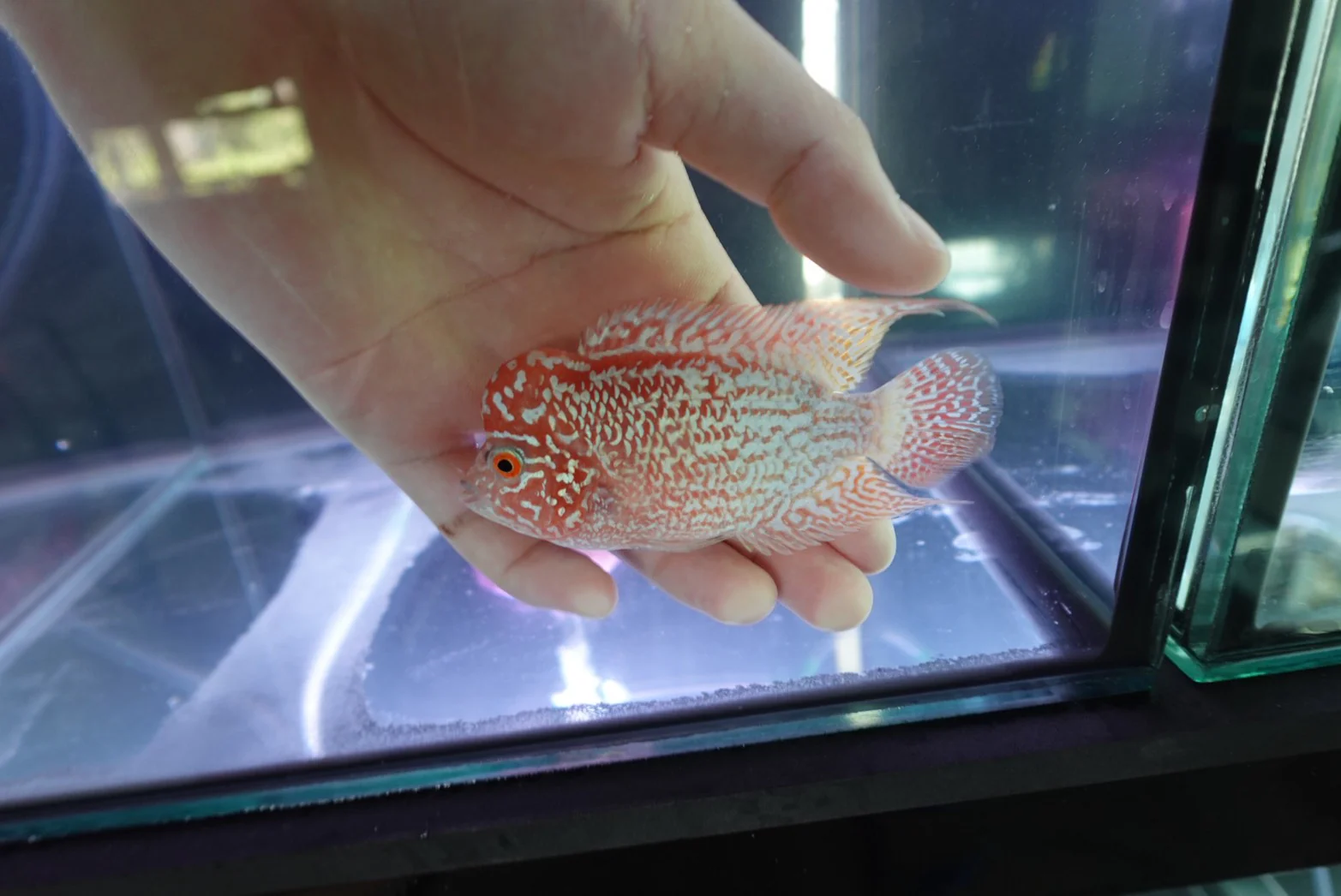 Rare Kamfa Golden Base Flowerhorn 4 inch - Image 3