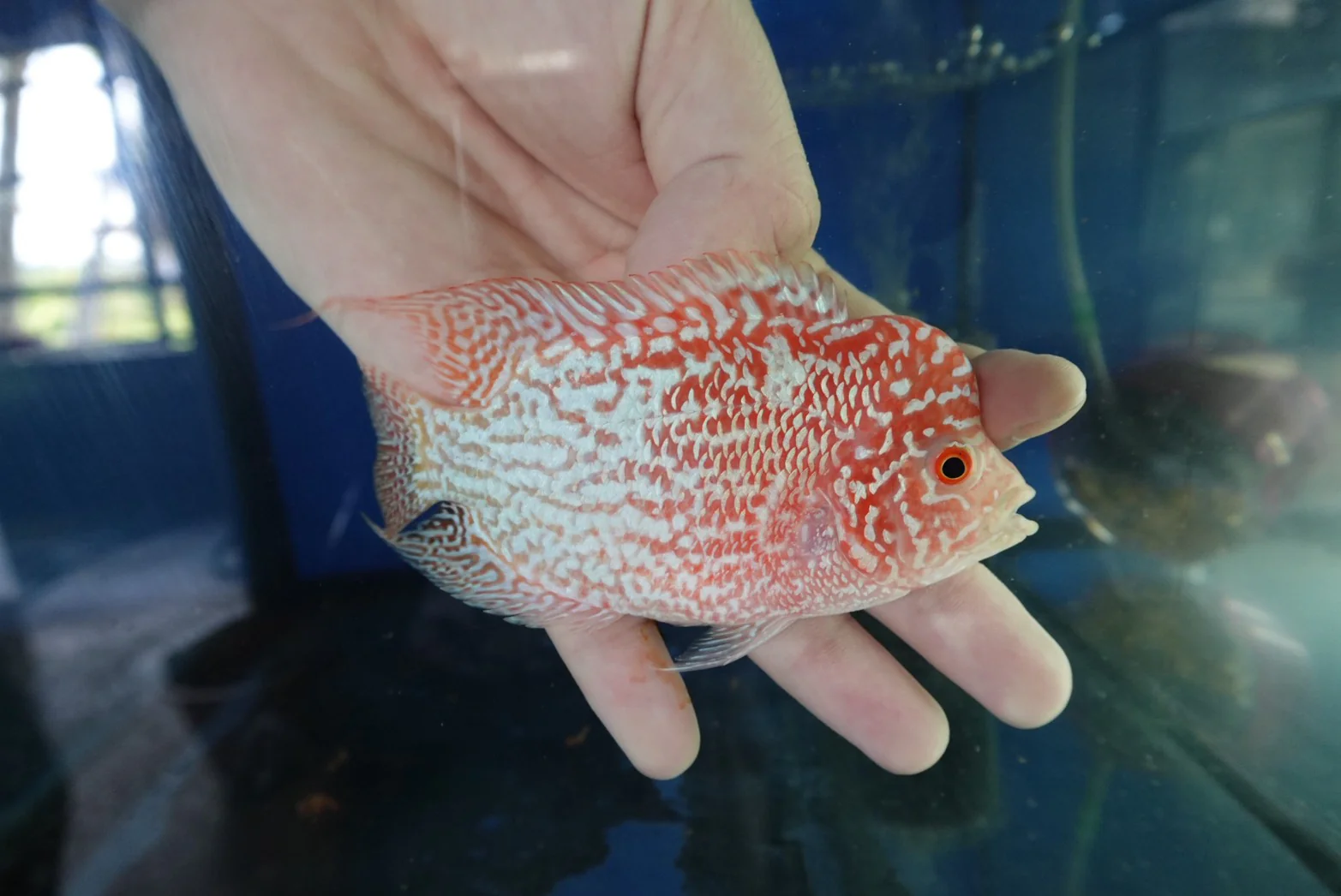 Rare Kamfa Golden Base Flowerhorn 4 inch - Image 4