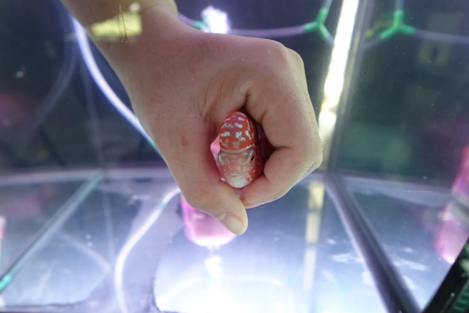 Rare Kamfa Golden Base Flowerhorn 4 inch - Image 5